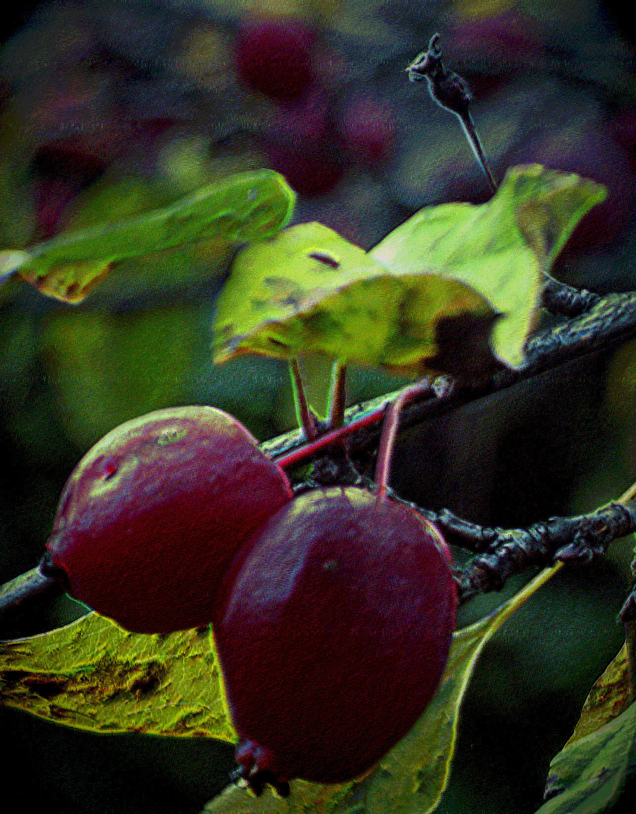 Chinese mature - My, The photo, Apple tree, Apples, Landscape, Longpost