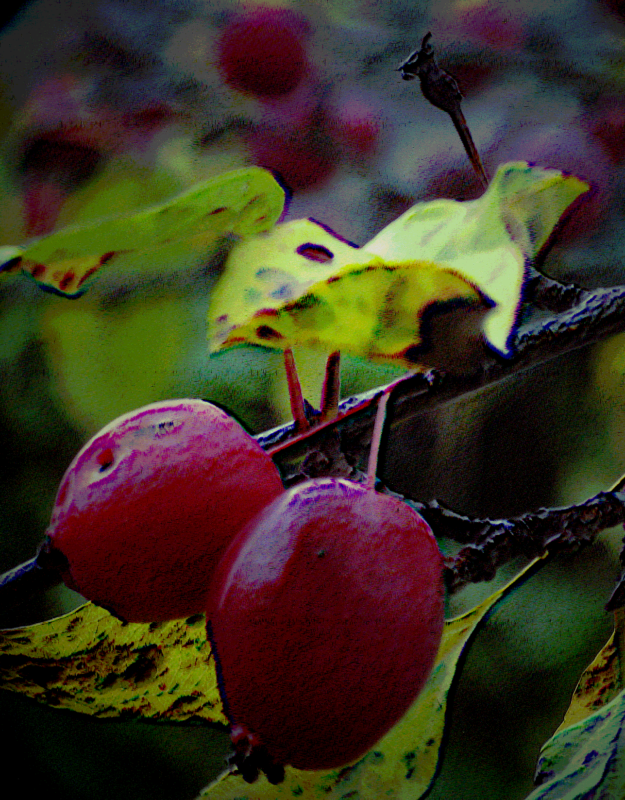 Chinese mature - My, The photo, Apple tree, Apples, Landscape, Longpost