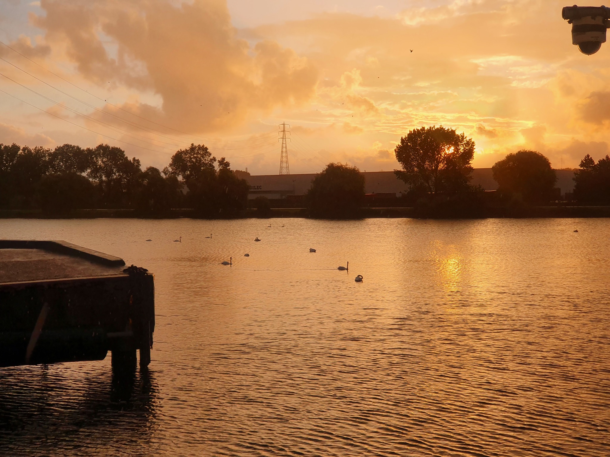 France - My, Mobile photography, dawn, France, Swans