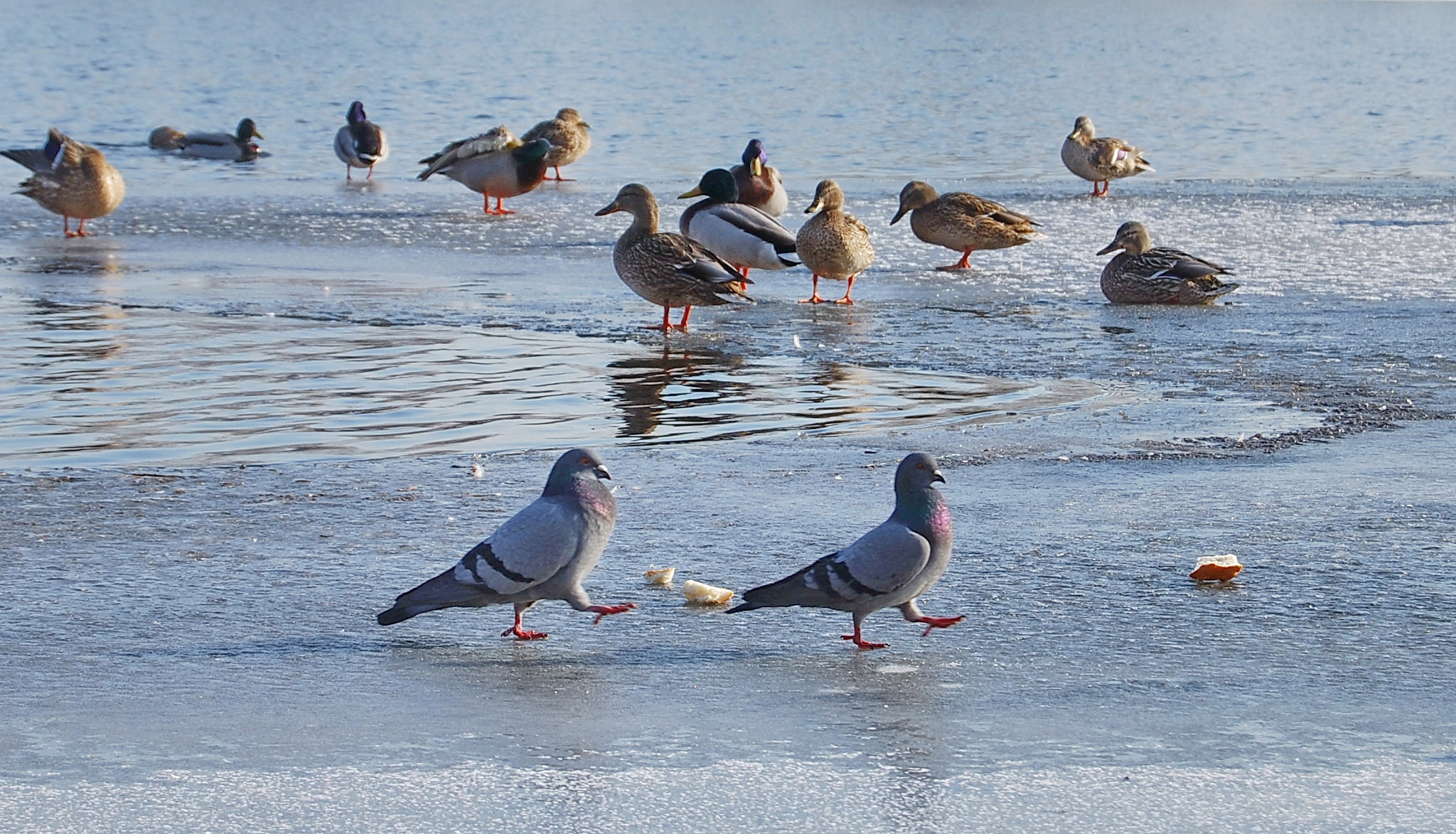 At - two ..... From the life of pigeons - My, The photo, Siberia, Birds, Pigeon, Wild ducks, Mood