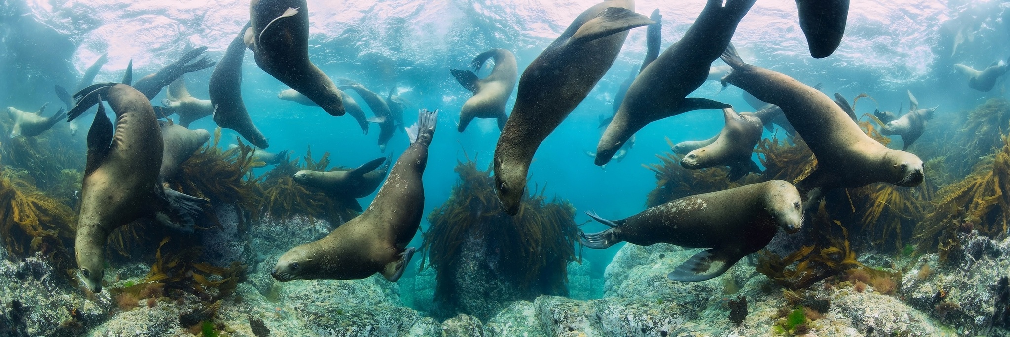 Underwater chaps - Travel across Russia, Sea, Sakhalin, Moneron, Diving, Sea lions, Panoramic shooting