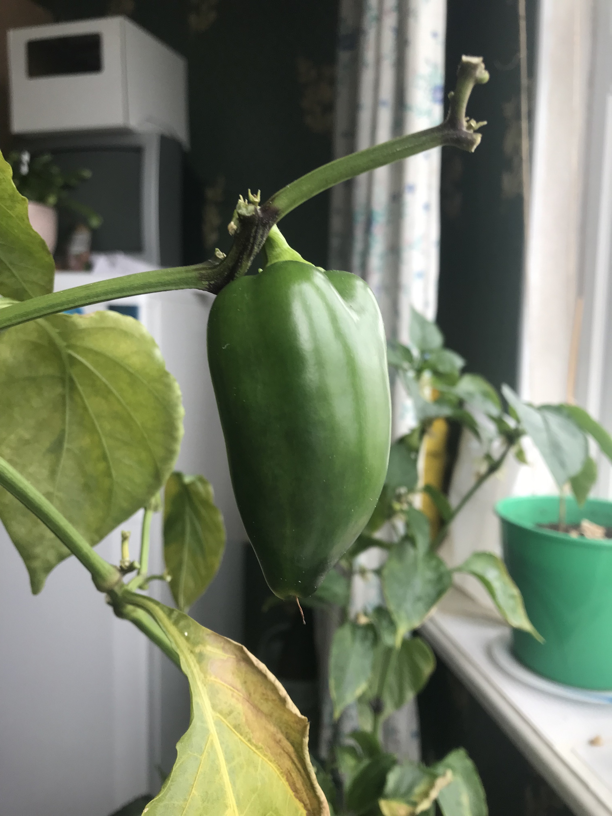 Help identify what kind of pepper I grew - My, Pepper, Identification, Pepper farming, Plants, Longpost, Gardening, Hot peppers, Houseplants, Garden, Harvest, Variety, What kind of plant, Vegetable garden on the windowsill