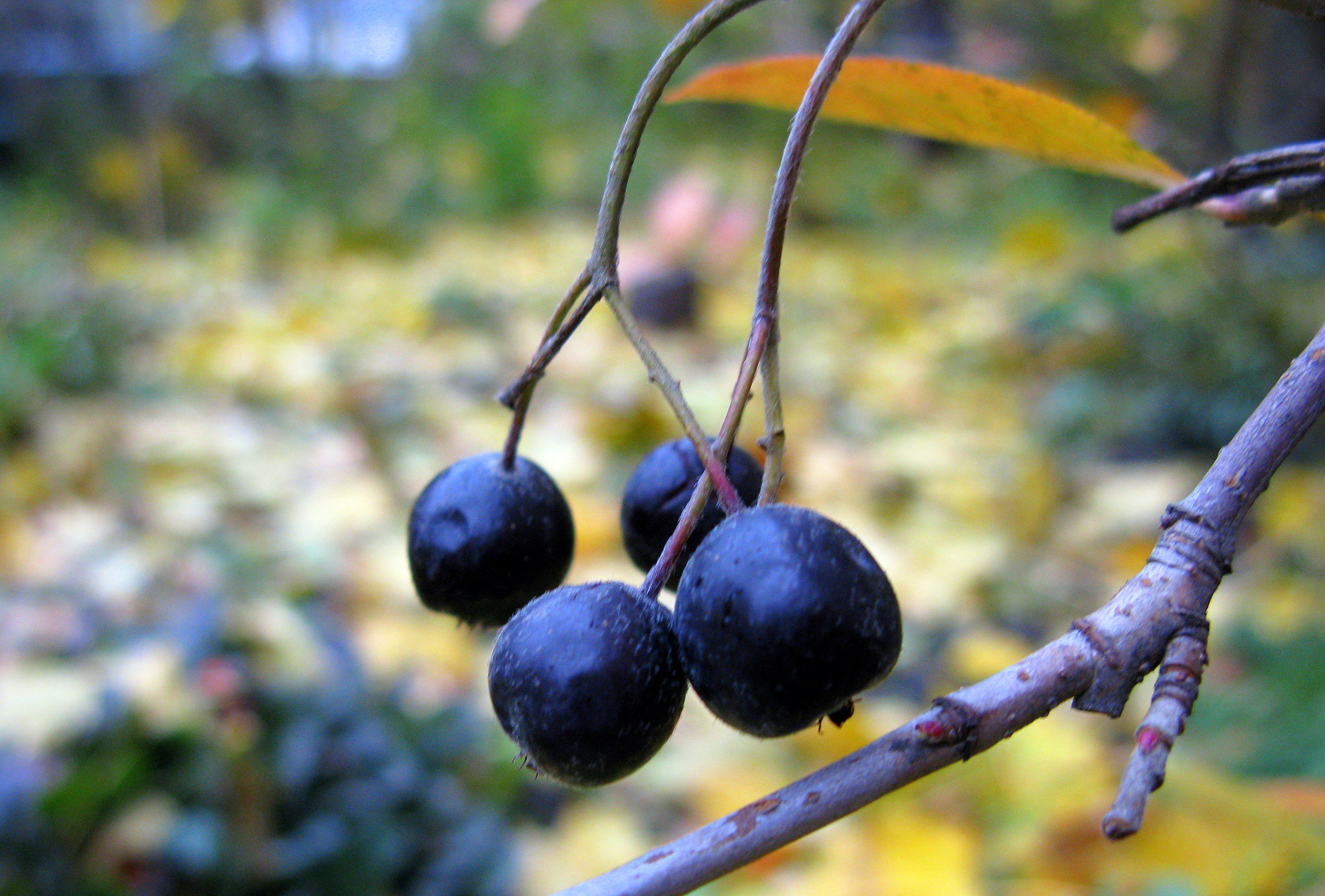 Autumn rosehip... - My, Rose hip, Hawthorn, Rowan, Chokeberry, Autumn, Autumn leaves, Longpost, Berries