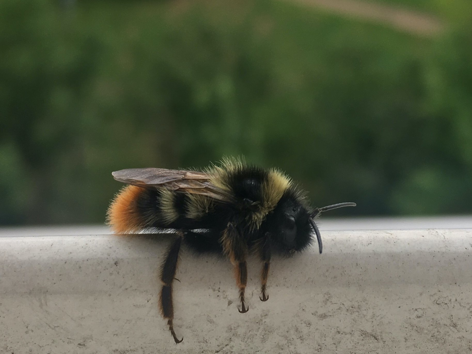 tired bumblebee - Bumblebee, The photo, Fatigue