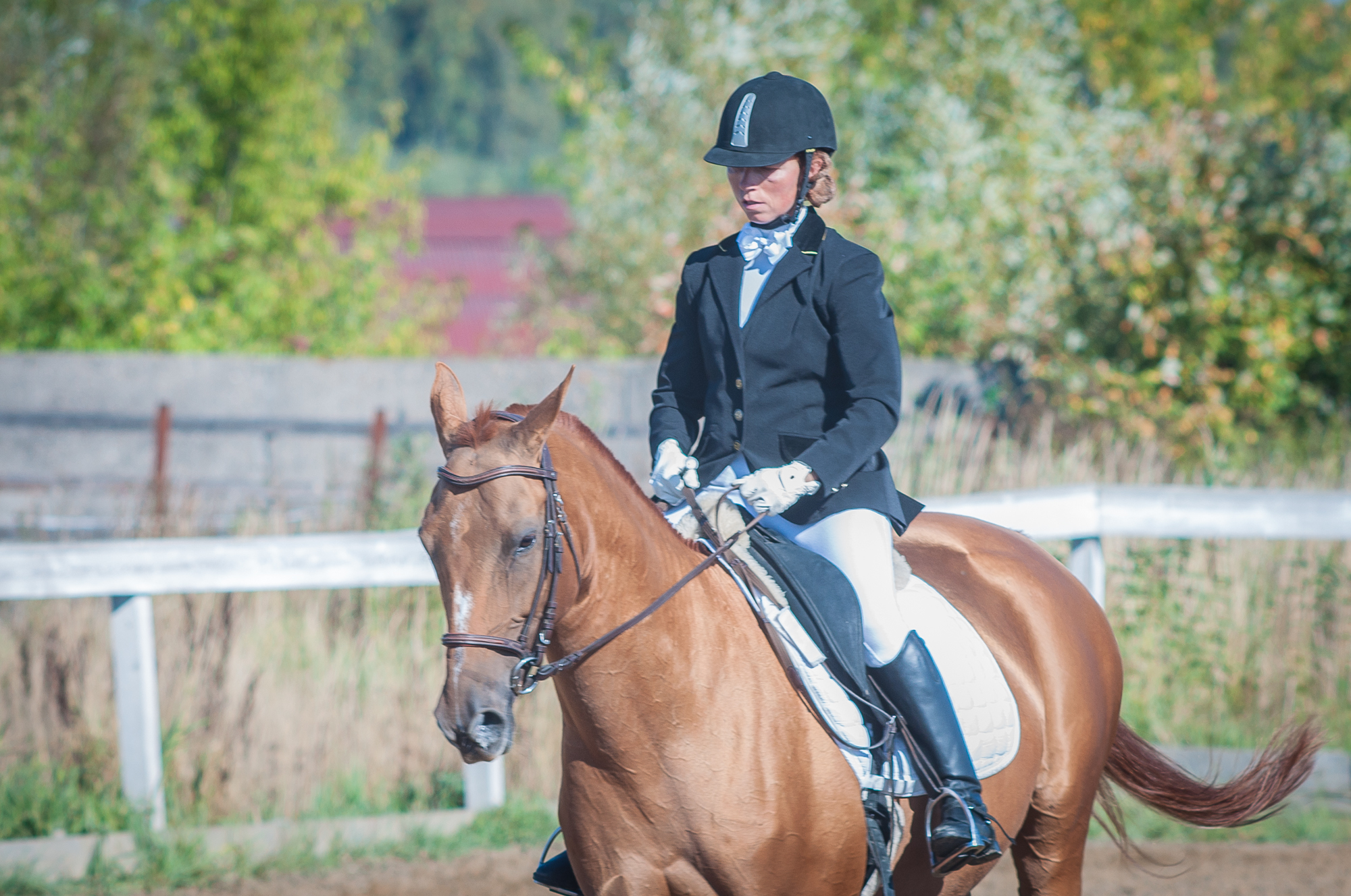 Again about photography - My, Horses, The photo, Longpost