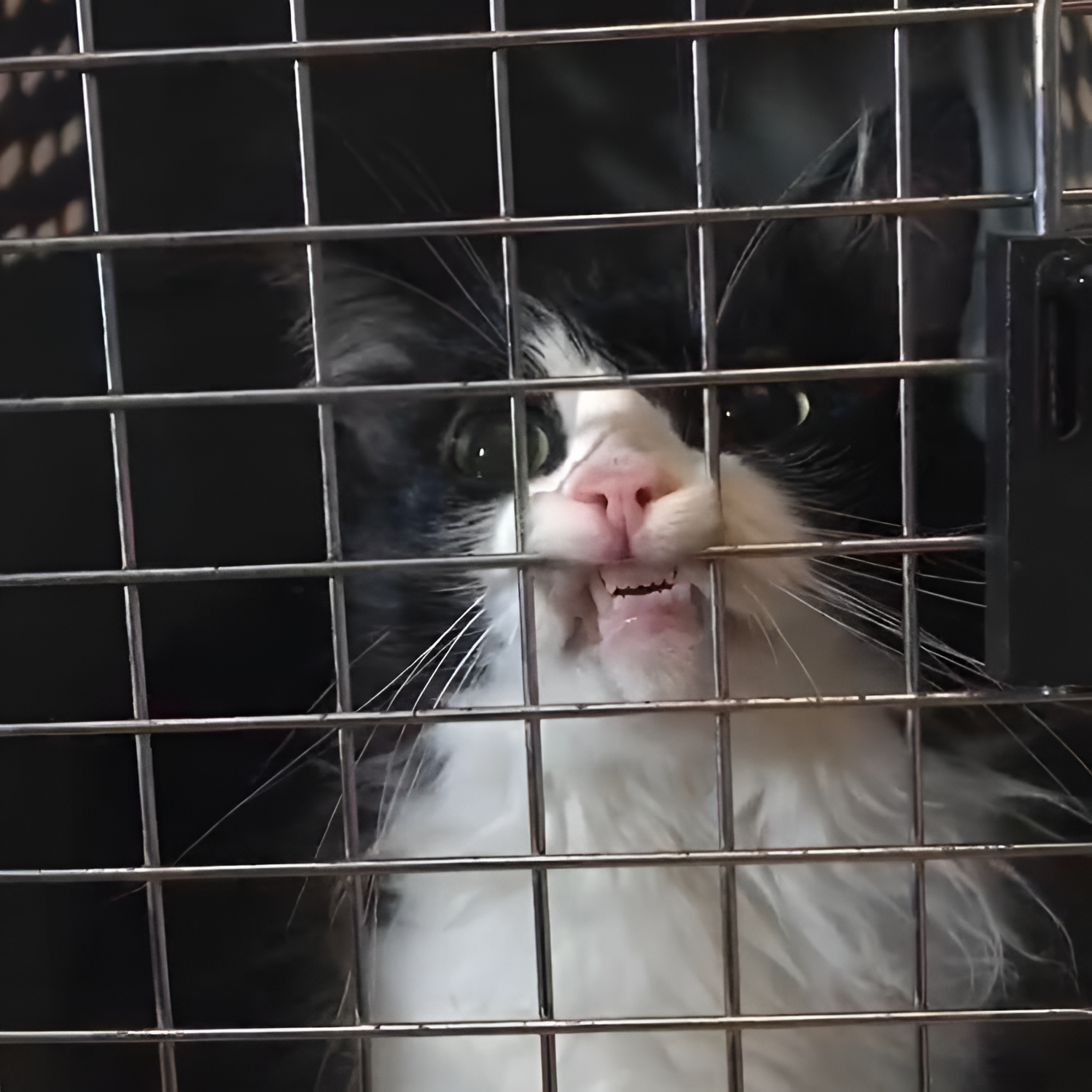 Particularly dangerous, but damn beautiful - cat, Lattice, Teeth