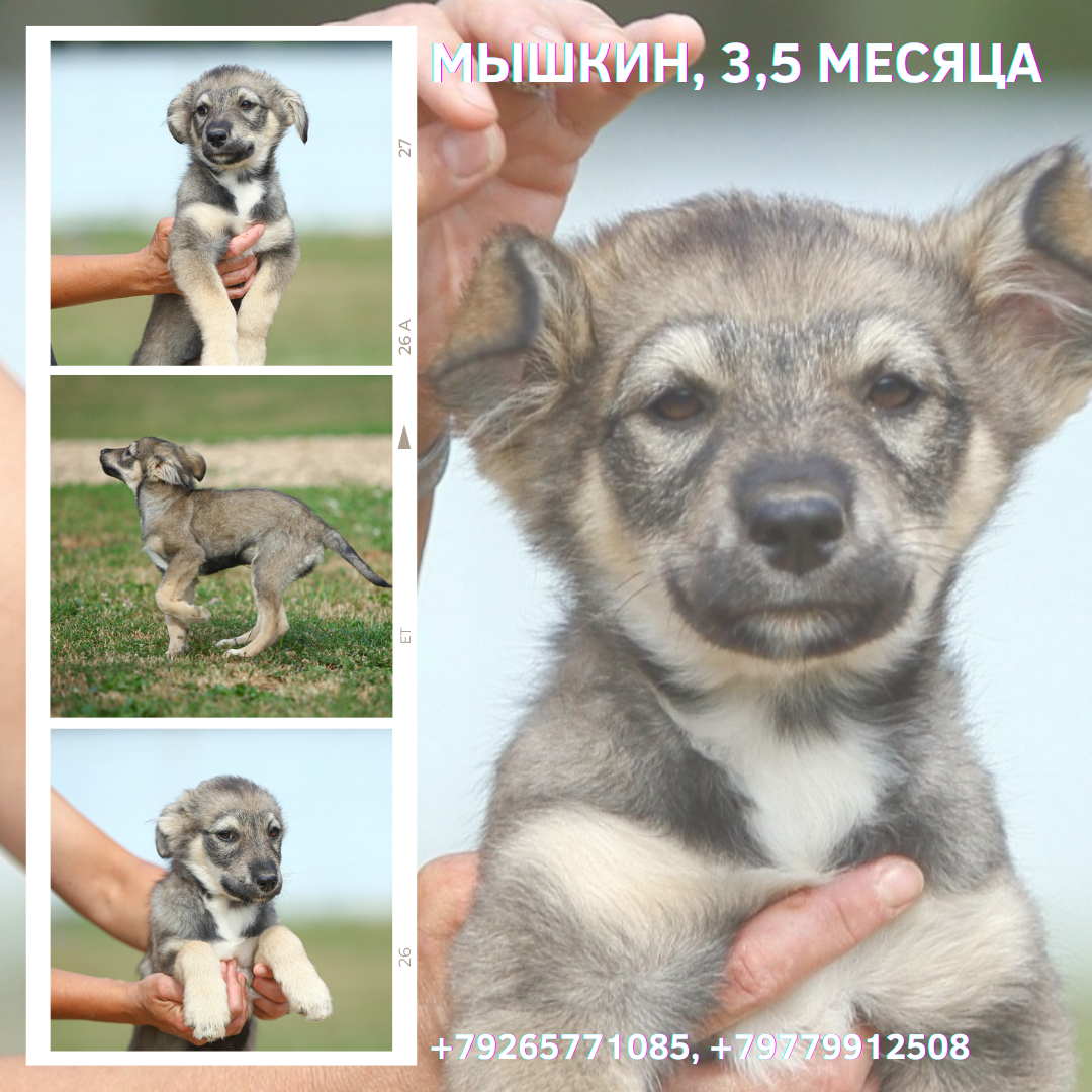 Myshkin. - My, Dog, Puppies, The rescue, Animal Rescue, Shelter, Animal shelter, Moscow, Moscow region, Milota, In good hands, No rating, Help