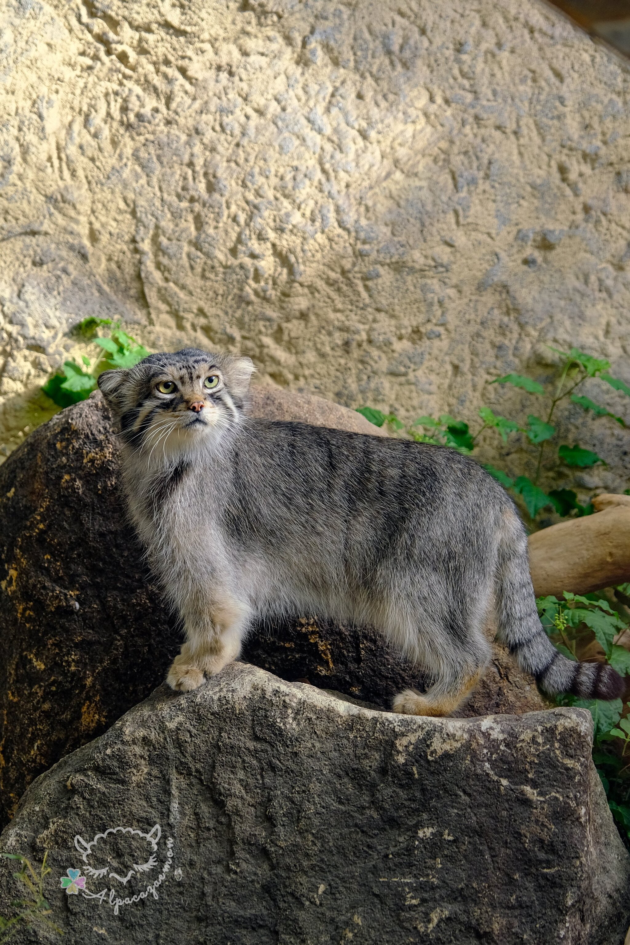 On-mountain - Pallas' cat, Pet the cat, Cat family, Small cats