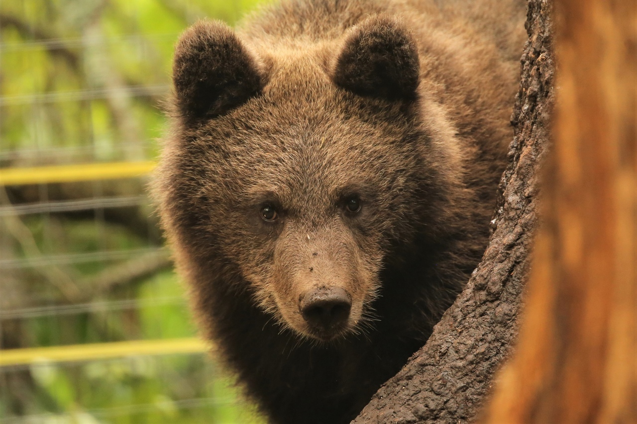 ASMR with cubs - The Bears, Tver region, Video VK, Teddy bears, Apples, Nature, wildlife, Video, Longpost, The photo