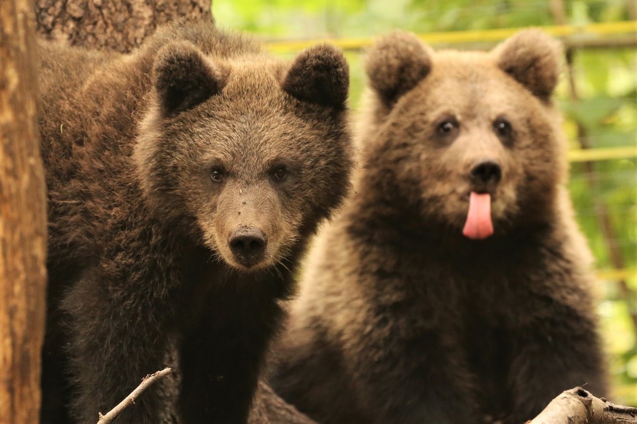 ASMR with cubs - The Bears, Tver region, Video VK, Teddy bears, Apples, Nature, wildlife, Video, Longpost, The photo
