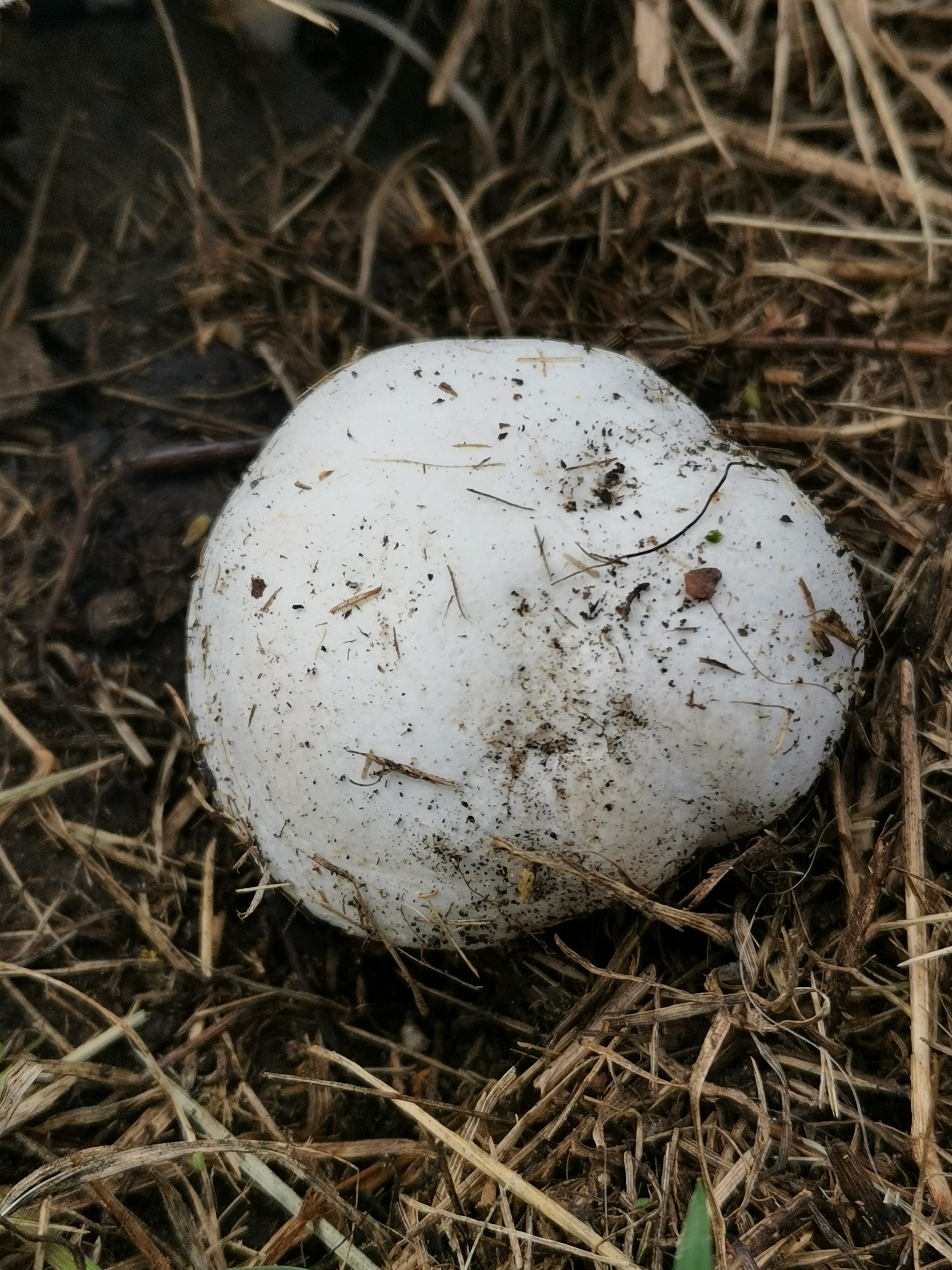 What kind of mushrooms? - My, Mushrooms, Mushroom pickers, Longpost, Question