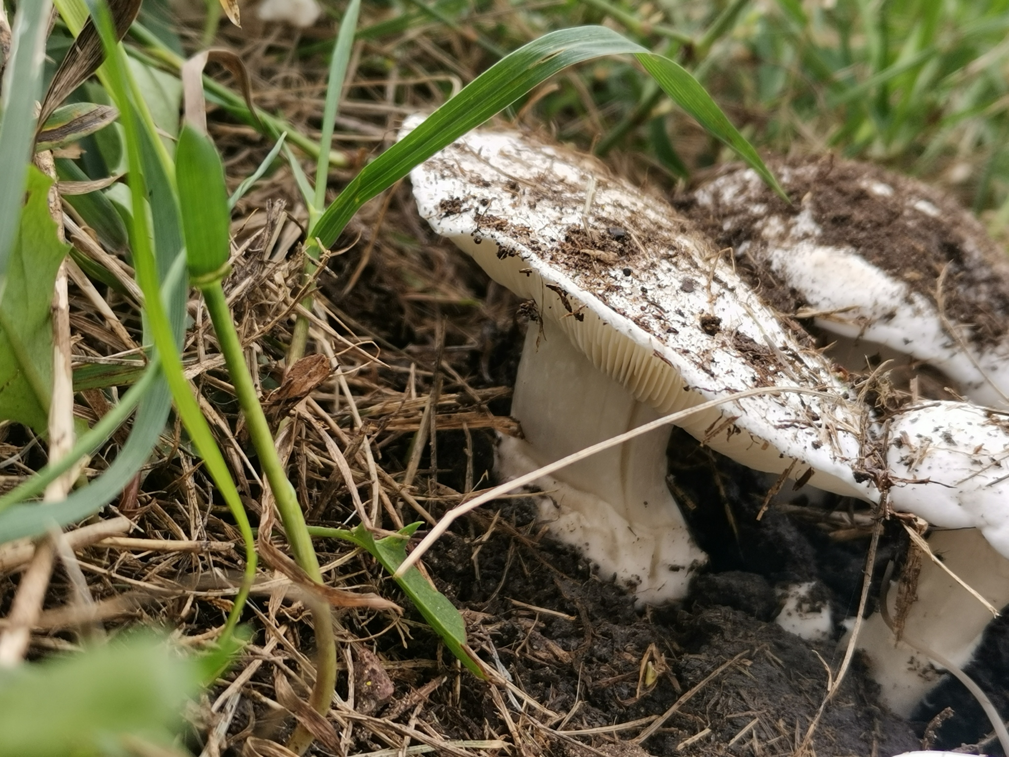 What kind of mushrooms? - My, Mushrooms, Mushroom pickers, Longpost, Question