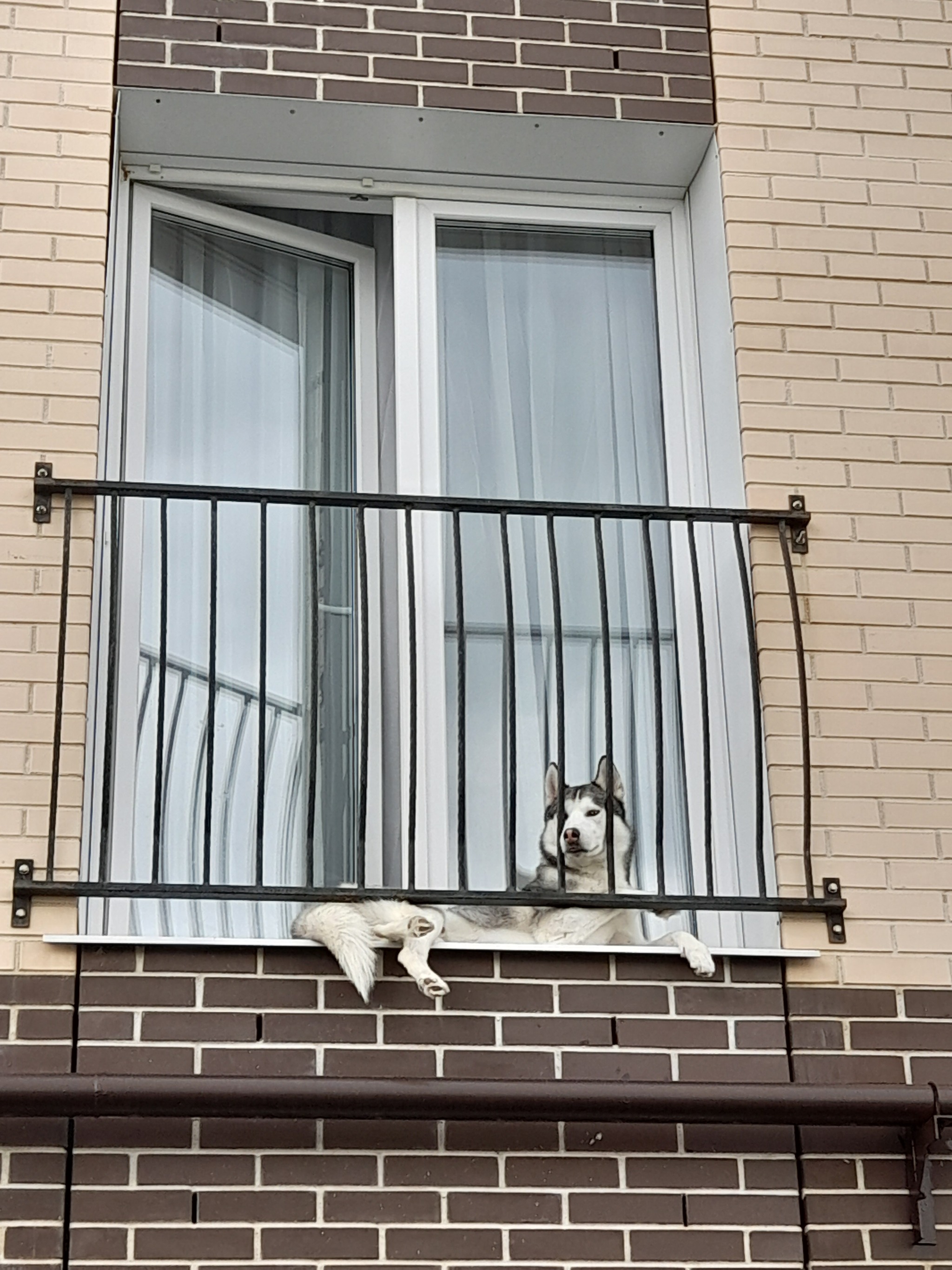 Relax on the balcony - Dog, Husky, Relaxation, Balcony, Pets, Milota, Mobile photography, Photo on sneaker, Funny