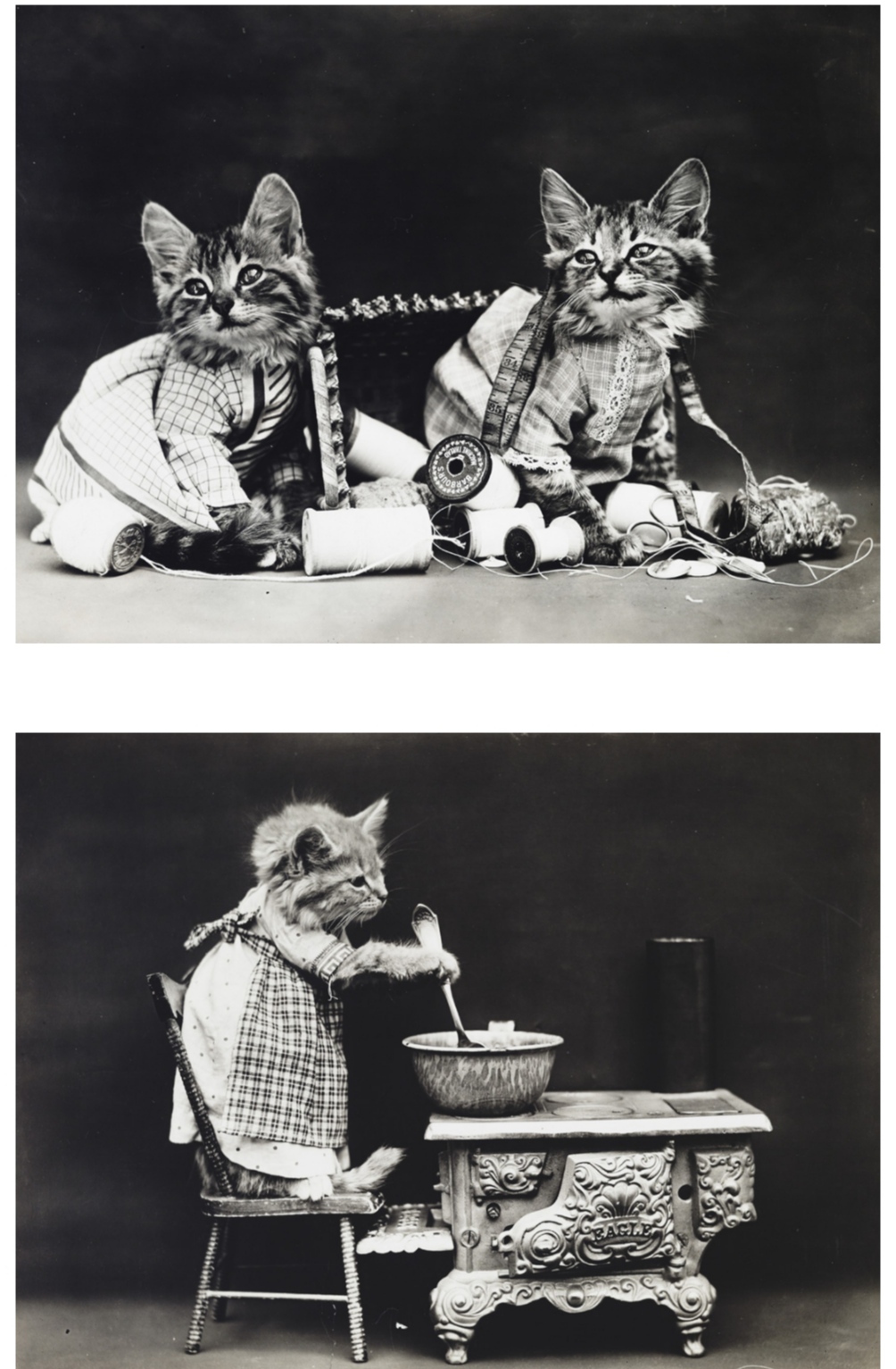 Funny kittens and puppies in photographs from the beginning of the 20th century - Interesting, Funny, Picture with text, Animals, cat, Dog, Cats and dogs together, Kittens, Puppies, Retro, Vintage, The photo, Longpost, Pets