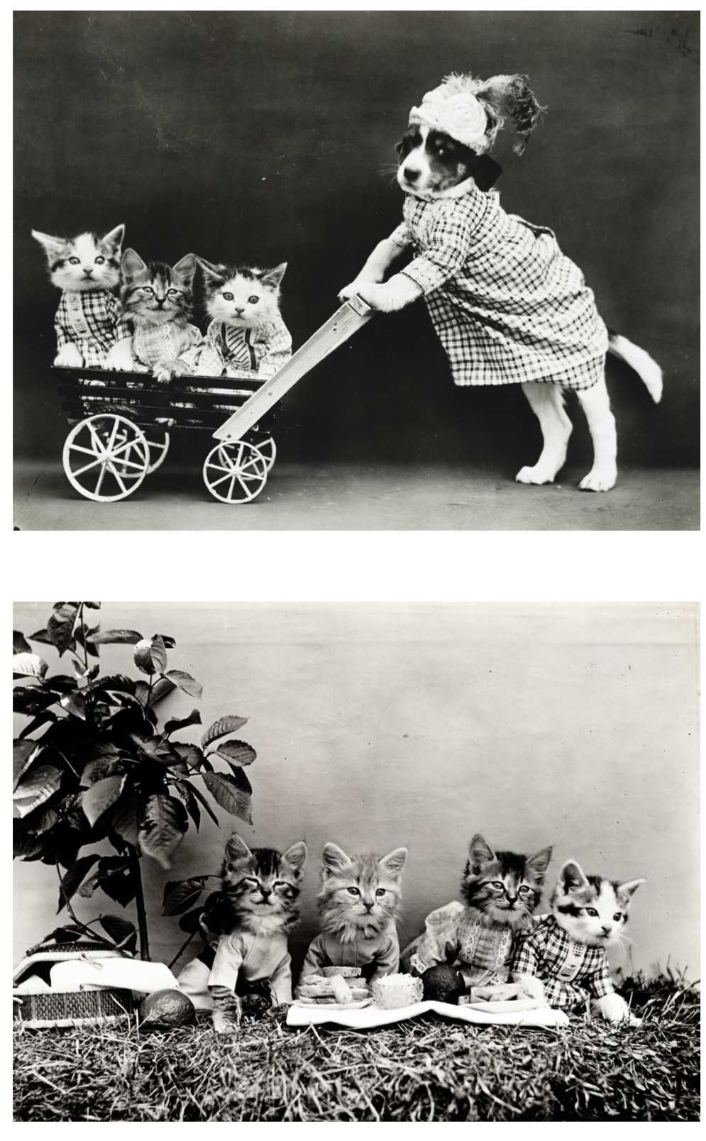 Funny kittens and puppies in photographs from the beginning of the 20th century - Interesting, Funny, Picture with text, Animals, cat, Dog, Cats and dogs together, Kittens, Puppies, Retro, Vintage, The photo, Longpost, Pets