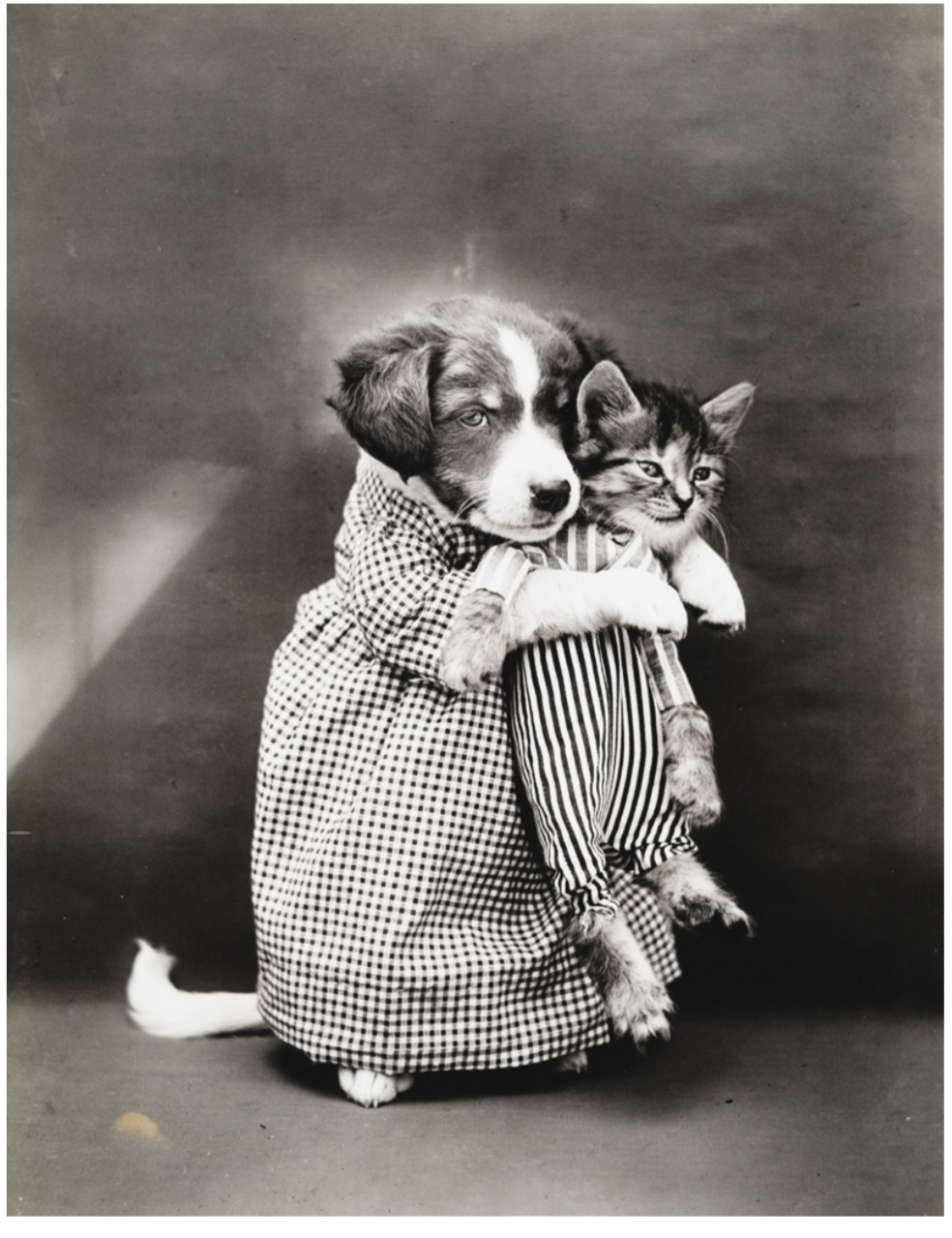 Funny kittens and puppies in photographs from the beginning of the 20th century - Interesting, Funny, Picture with text, Animals, cat, Dog, Cats and dogs together, Kittens, Puppies, Retro, Vintage, The photo, Longpost, Pets