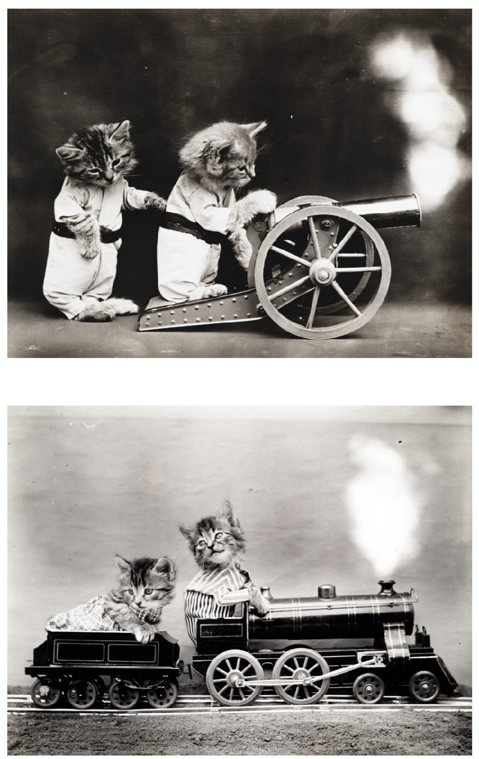 Funny kittens and puppies in photographs from the beginning of the 20th century - Interesting, Funny, Picture with text, Animals, cat, Dog, Cats and dogs together, Kittens, Puppies, Retro, Vintage, The photo, Longpost, Pets