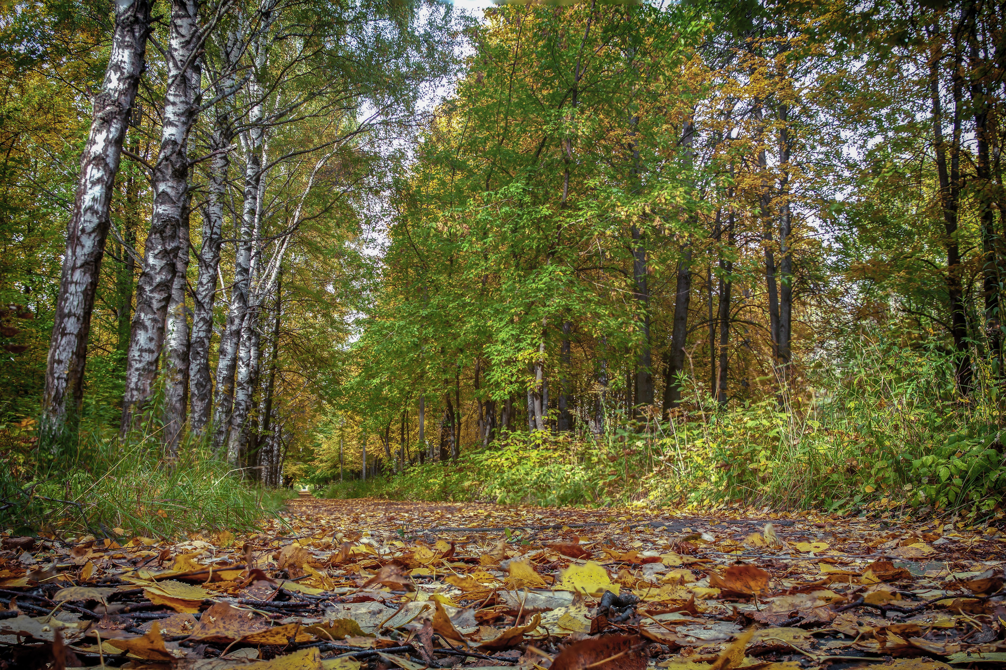 autumn colors - My, The photo, Nature, The park, Autumn