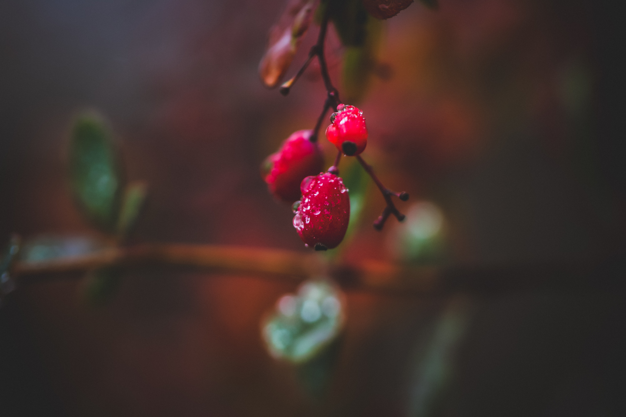 autumn - My, The photo, Nature, Plants, Insects, Autumn, Longpost, Barberry