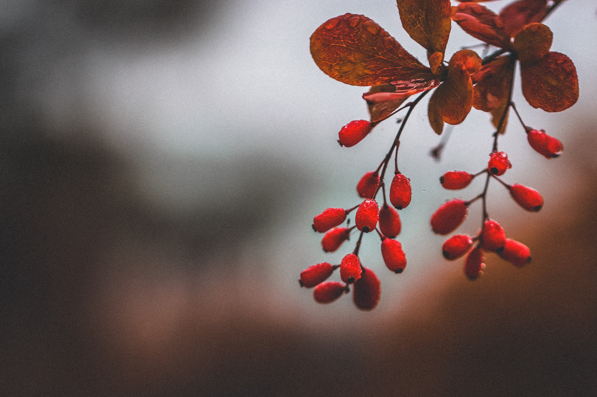 autumn - My, The photo, Nature, Plants, Insects, Autumn, Longpost, Barberry