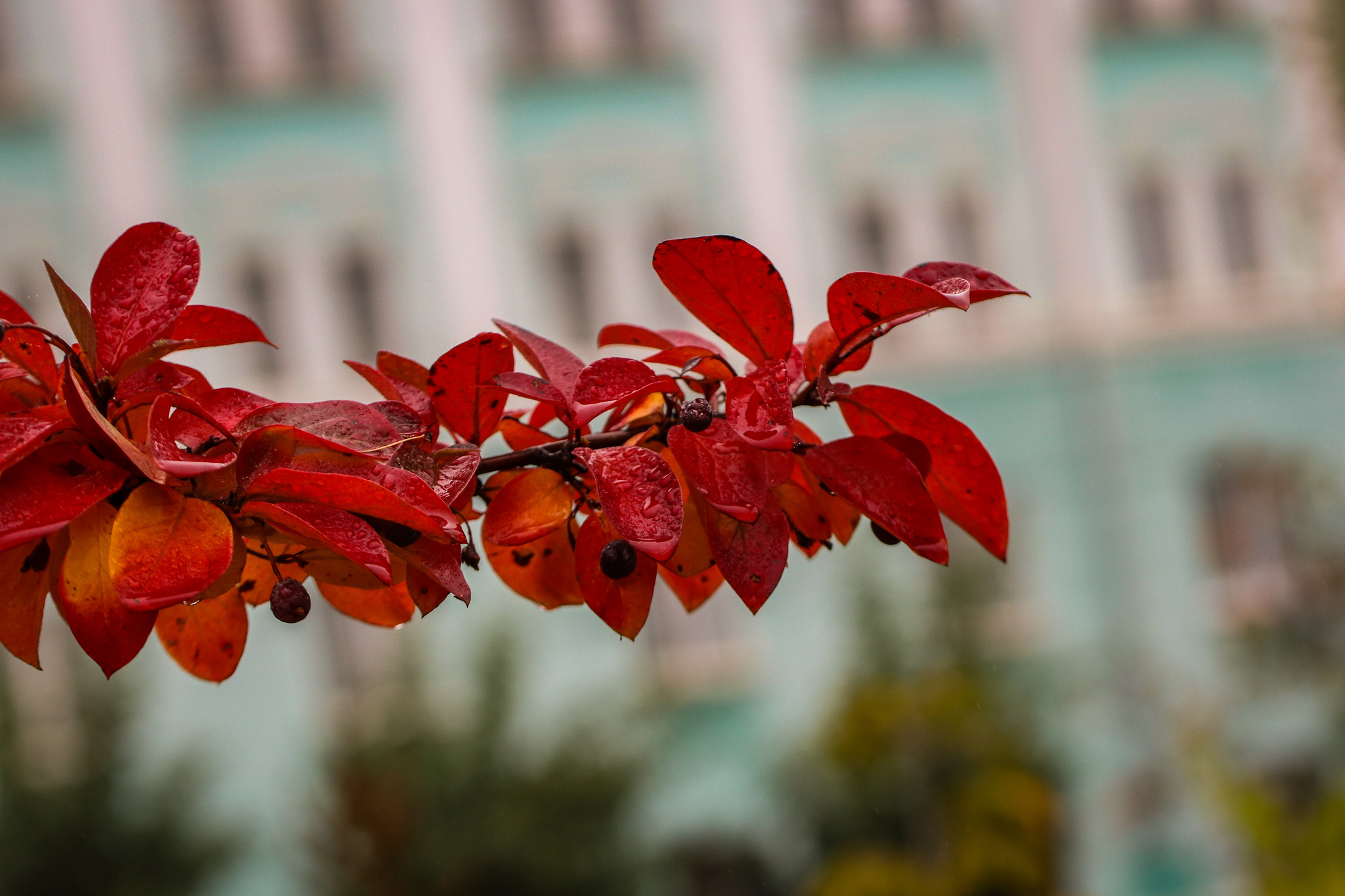 autumn - My, The photo, Nature, Plants, Insects, Autumn, Longpost, Barberry