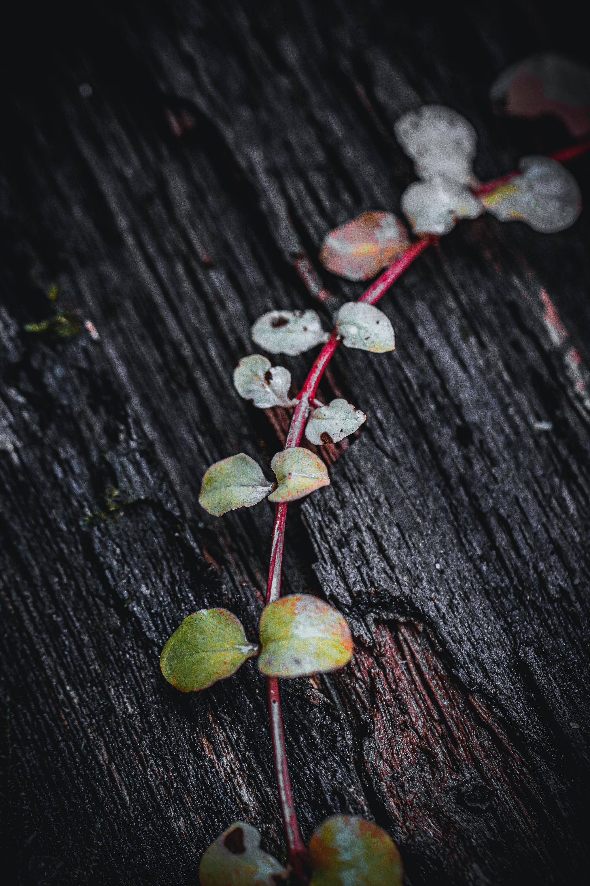 autumn - My, The photo, Nature, Plants, Insects, Autumn, Longpost, Barberry