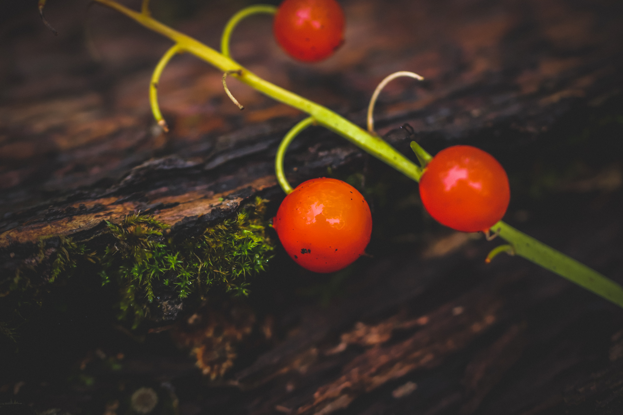 autumn - My, The photo, Nature, Plants, Insects, Autumn, Longpost, Barberry