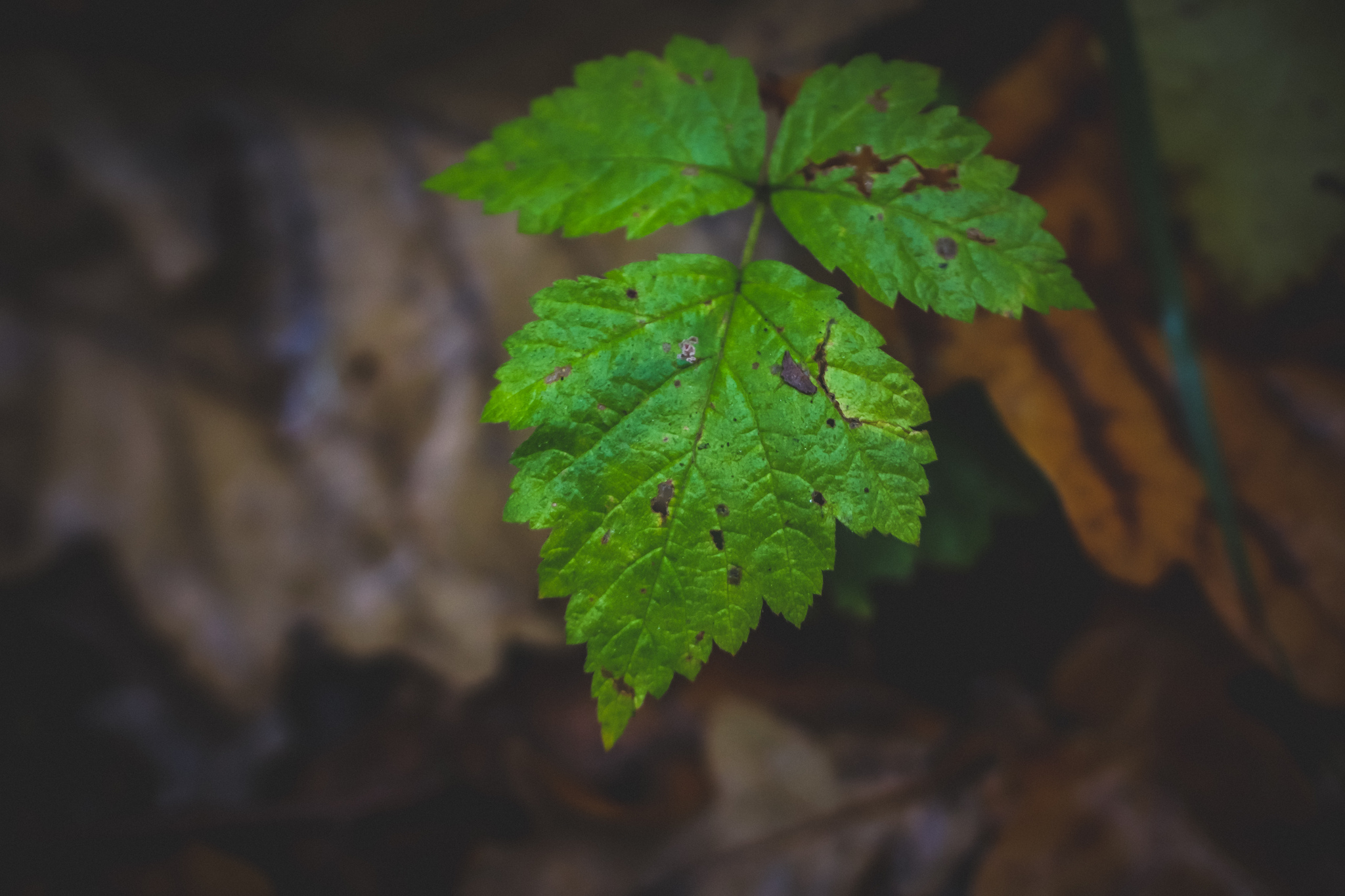 autumn - My, The photo, Nature, Plants, Insects, Autumn, Longpost, Barberry