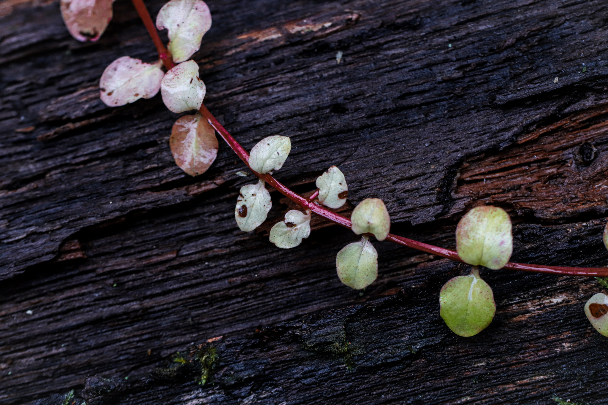 autumn - My, The photo, Nature, Plants, Insects, Autumn, Longpost, Barberry