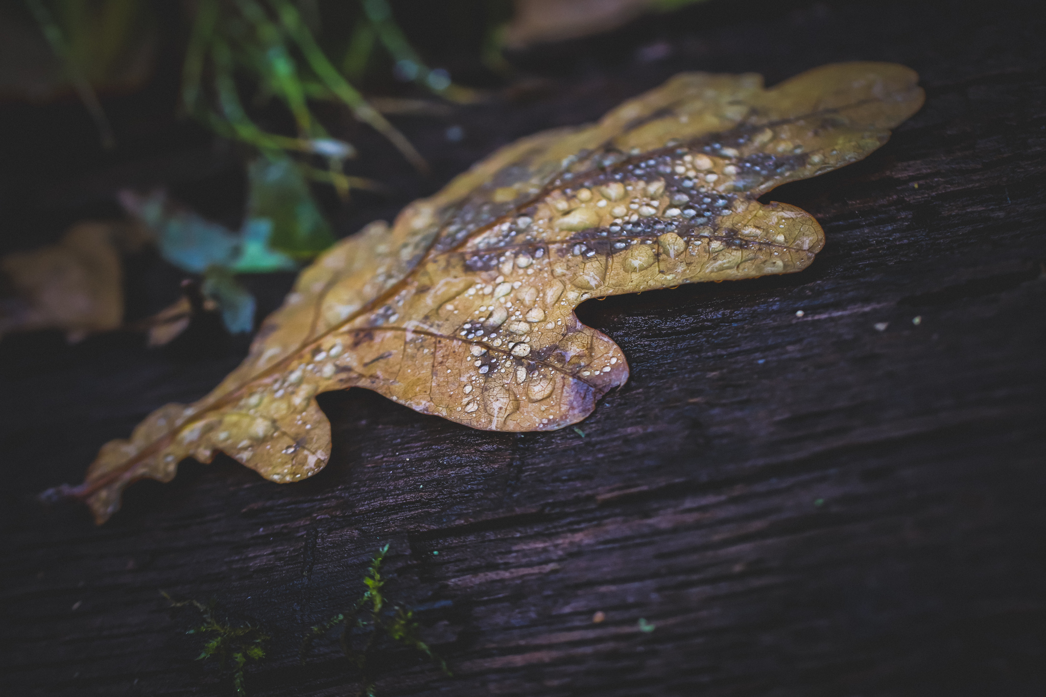 autumn - My, The photo, Nature, Plants, Insects, Autumn, Longpost, Barberry