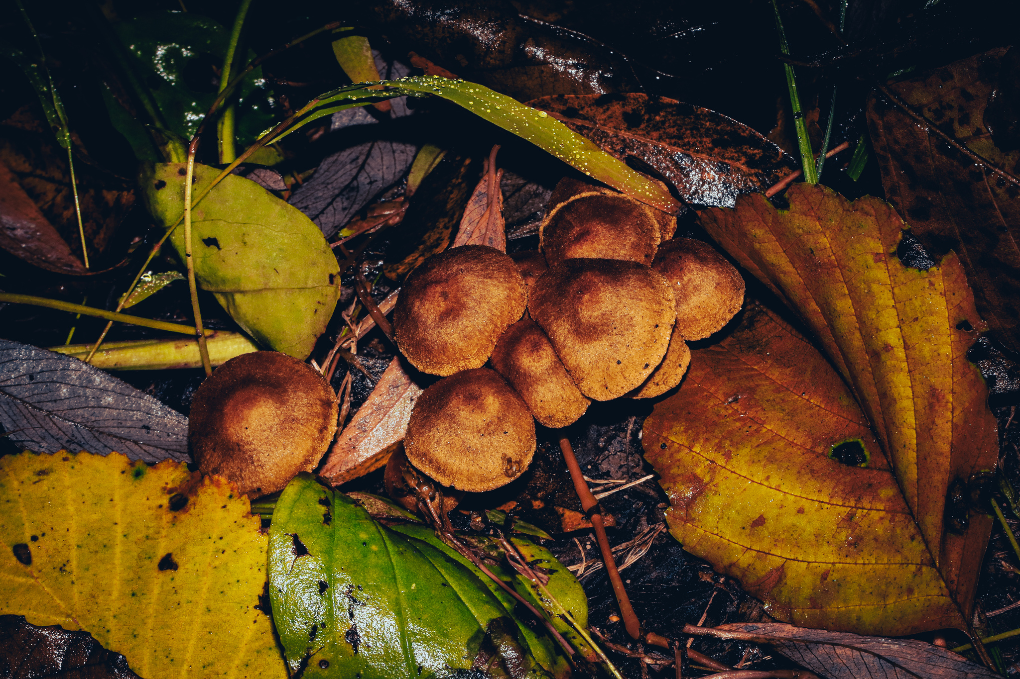 autumn - My, The photo, Nature, Plants, Insects, Autumn, Longpost, Barberry