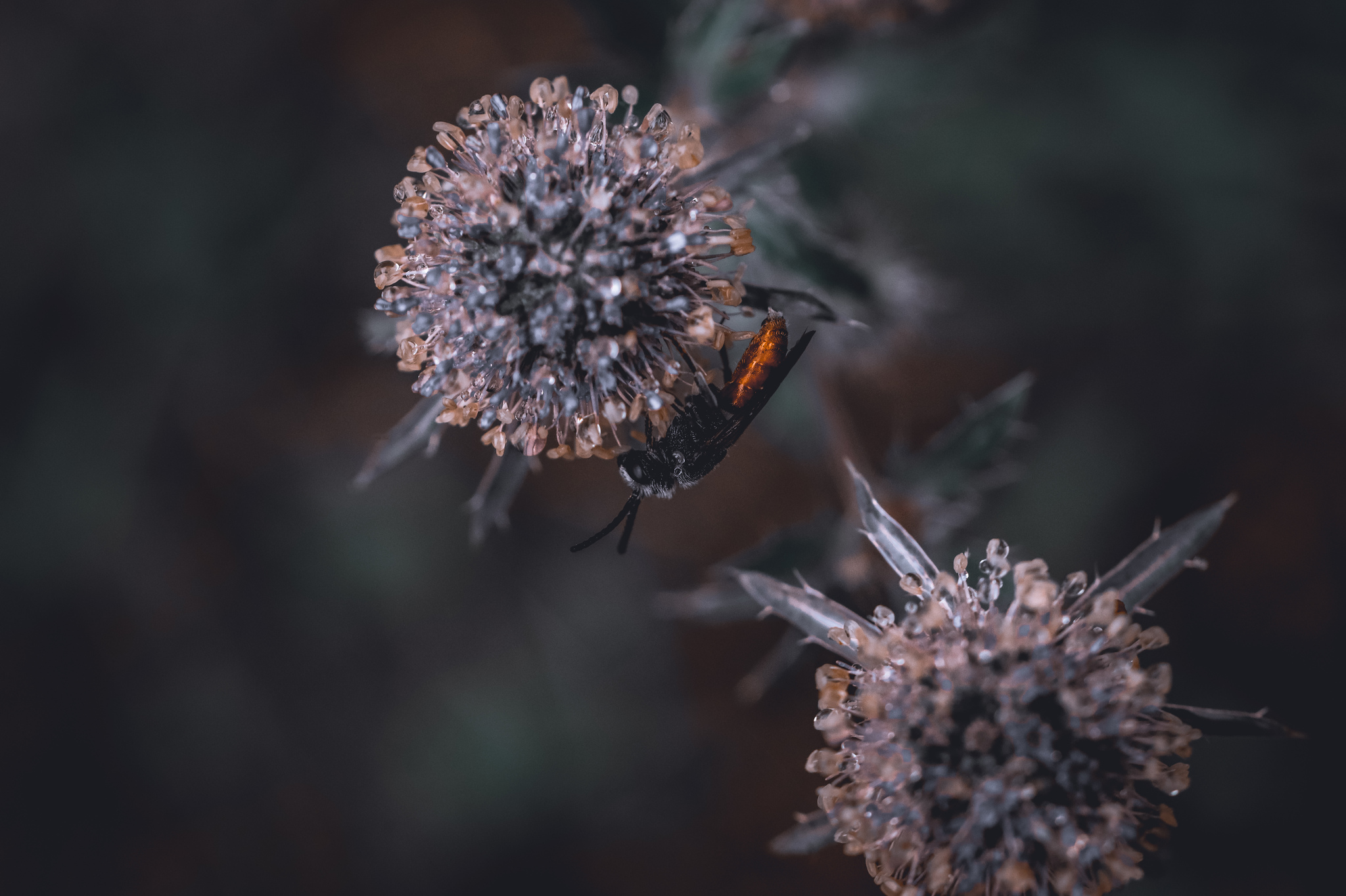 autumn - My, The photo, Nature, Plants, Insects, Autumn, Longpost, Barberry