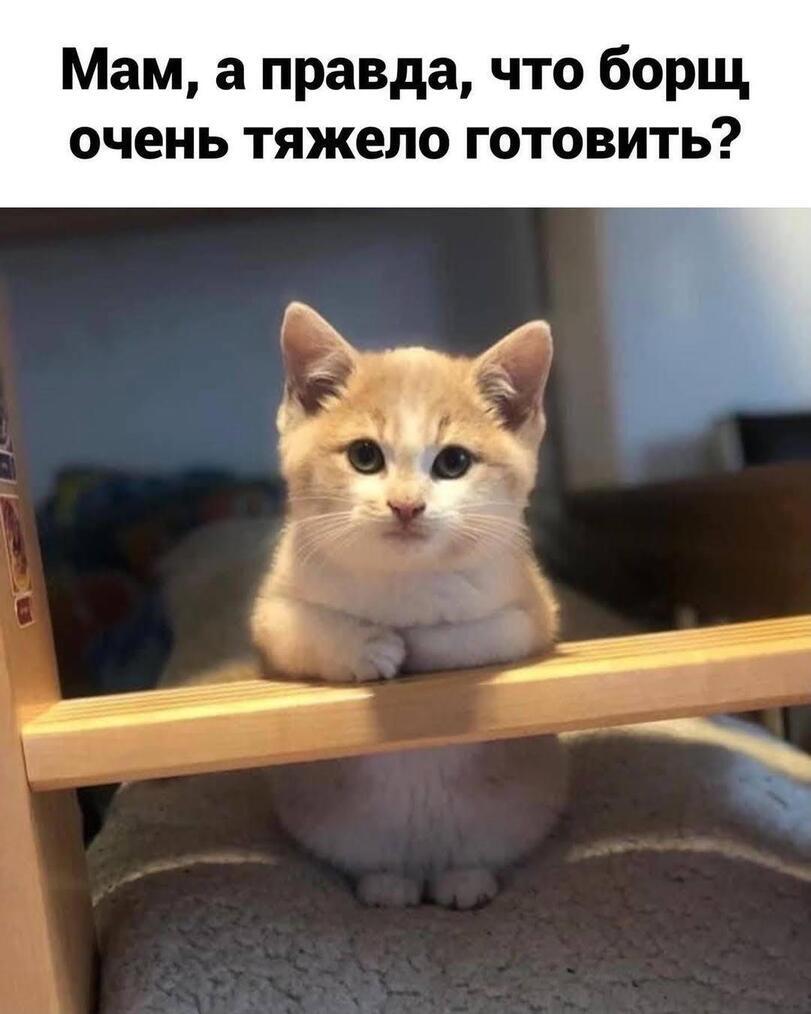 I want borscht... - Picture with text, Borsch, Soup, cat, Longpost