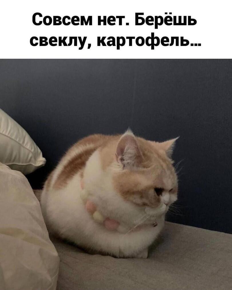 I want borscht... - Picture with text, Borsch, Soup, cat, Longpost