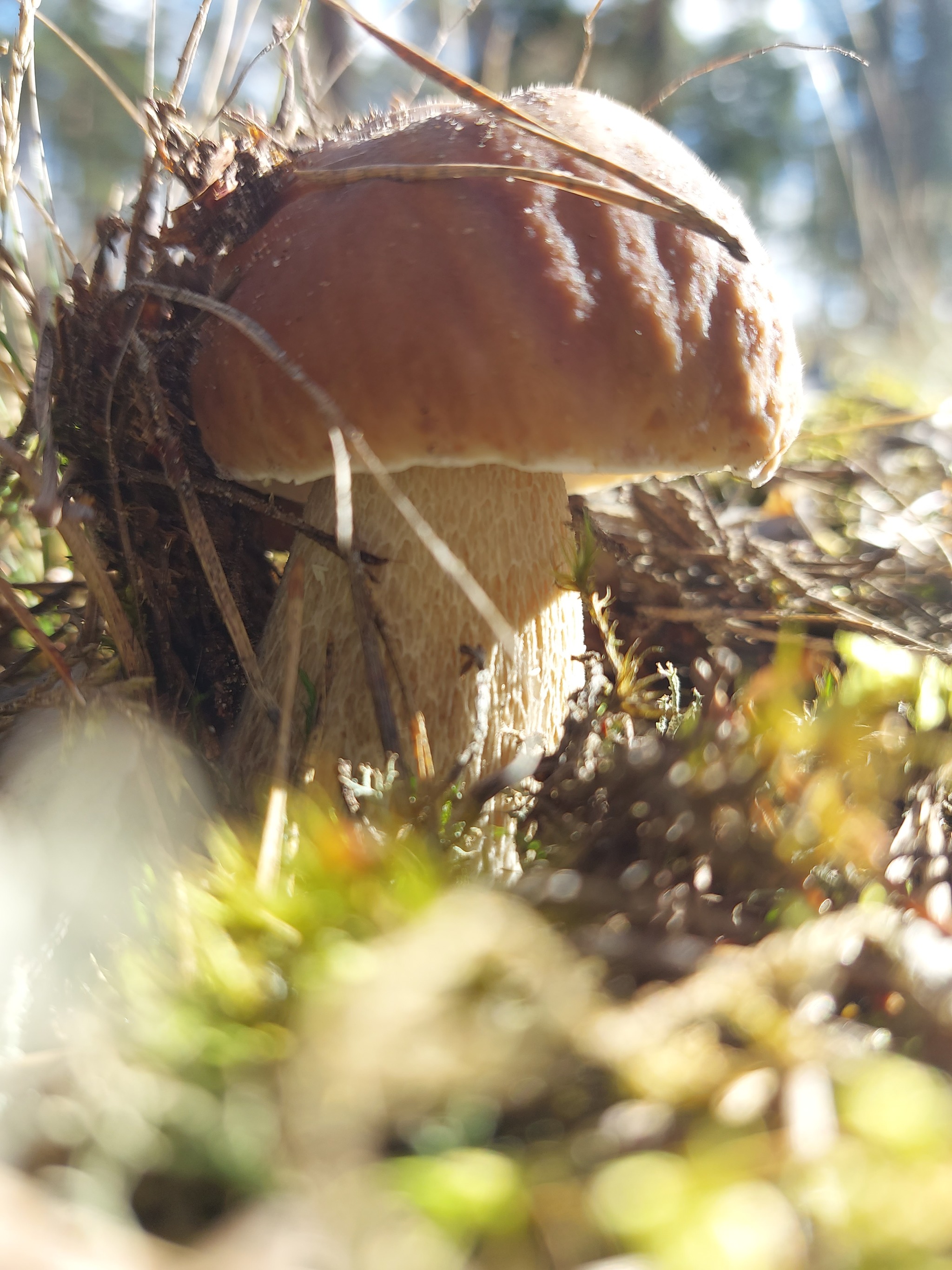 White - My, The photo, Travels, Mobile photography, Mushrooms, Borovik, Longpost, Latvia