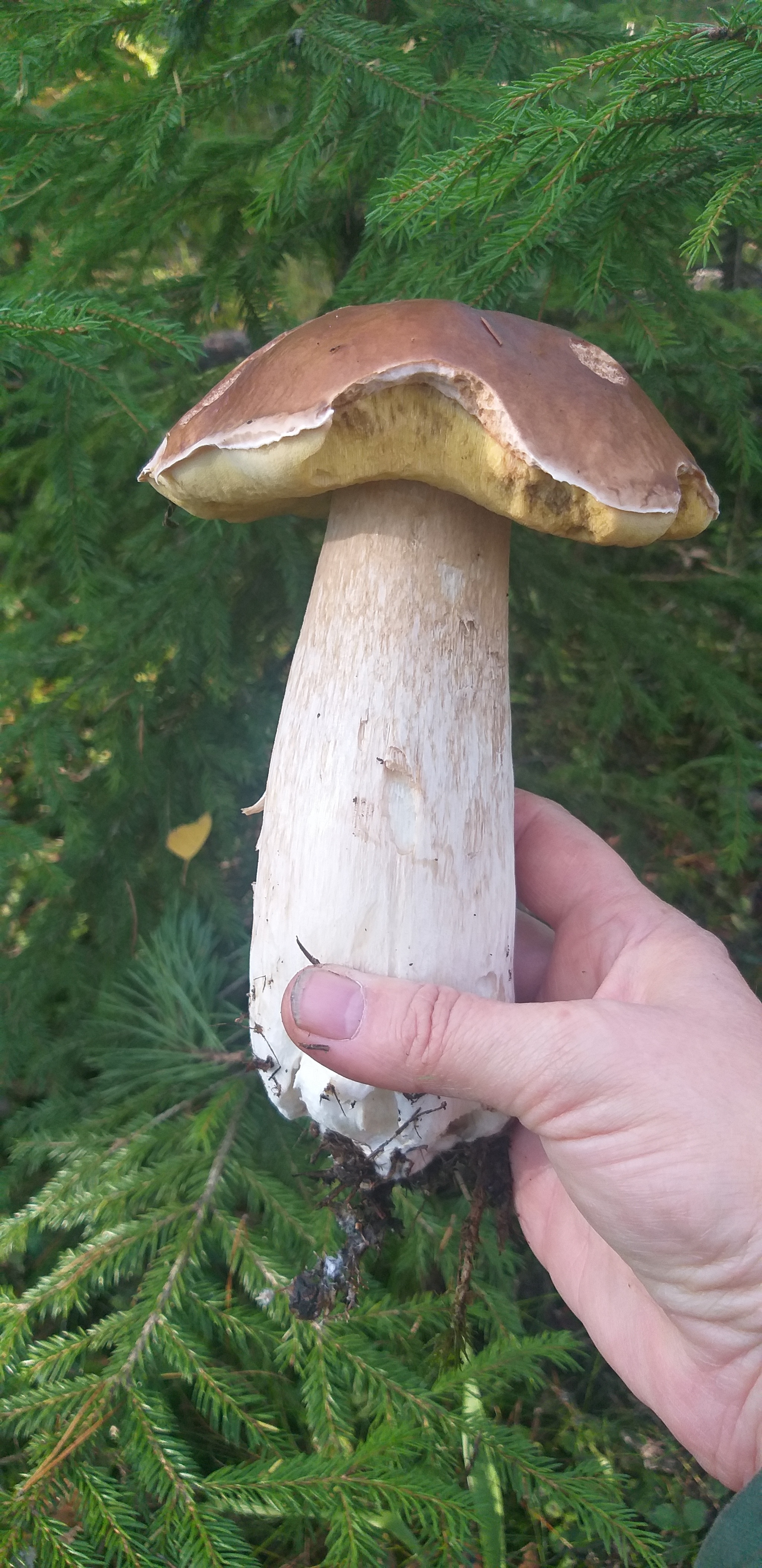 Pending - Mushrooms, Forest, Longpost, Mobile photography, Walk in the woods