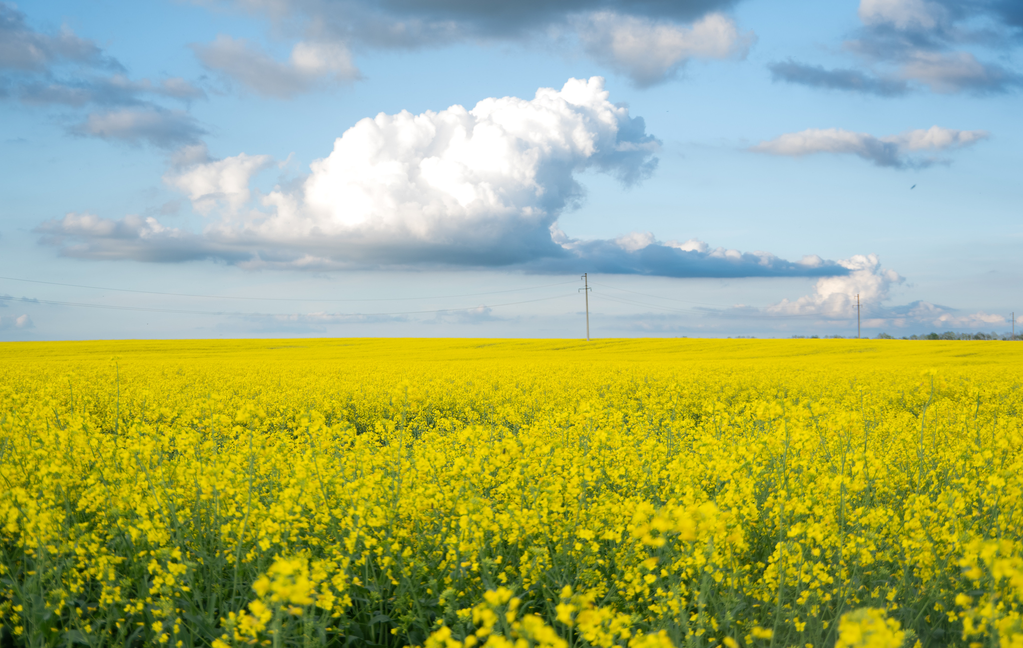 Kursk region, on the way to Zheleznogorsk. - My, Kursk region, Travels, Travel across Russia, Field, Yellow, Landscape, Clouds, Sky