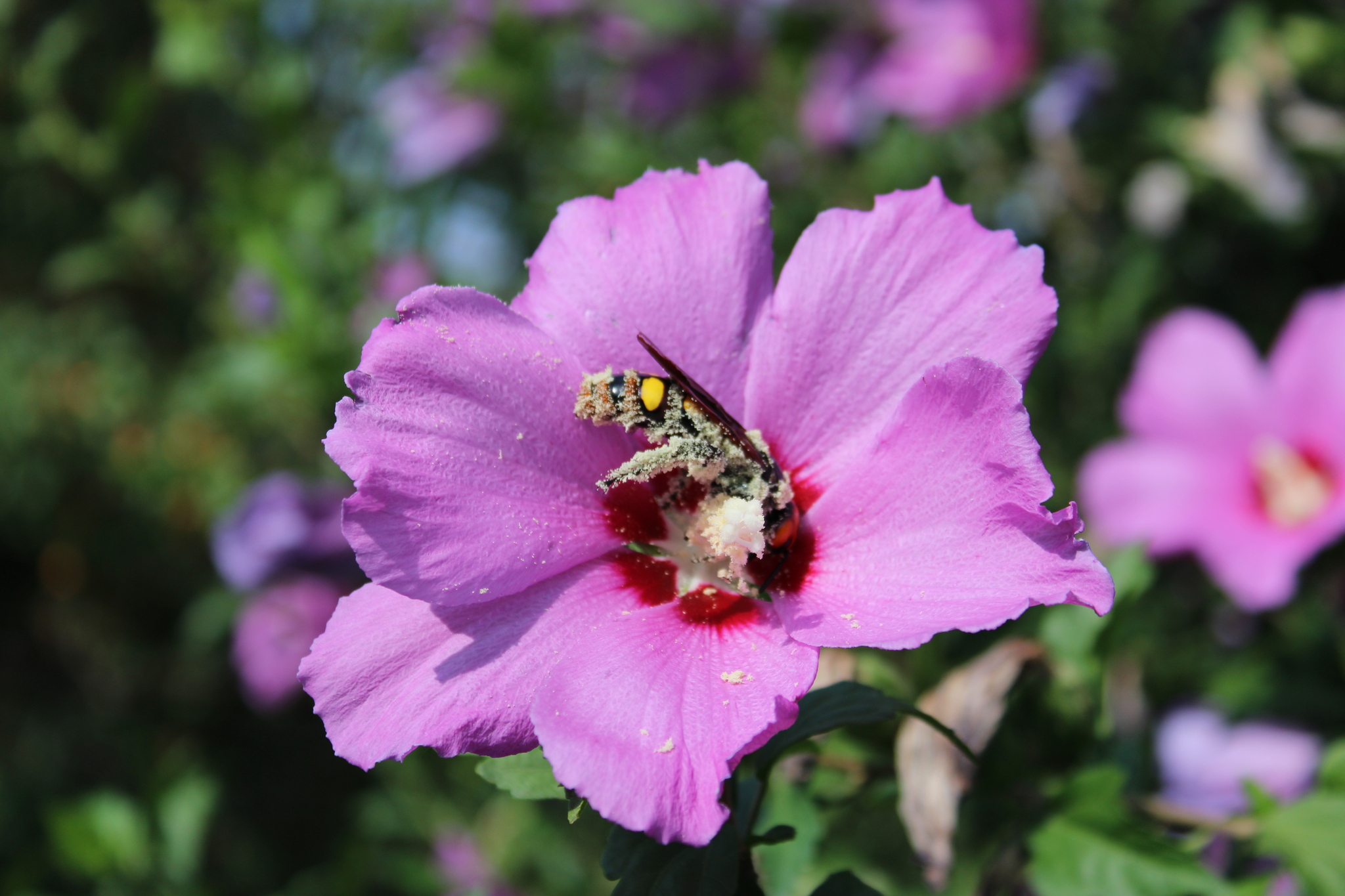 Glutton - My, Canon, beauty of nature, Beginning photographer, Summer, Longpost, Insects, Krasnodar, Wasp scolia