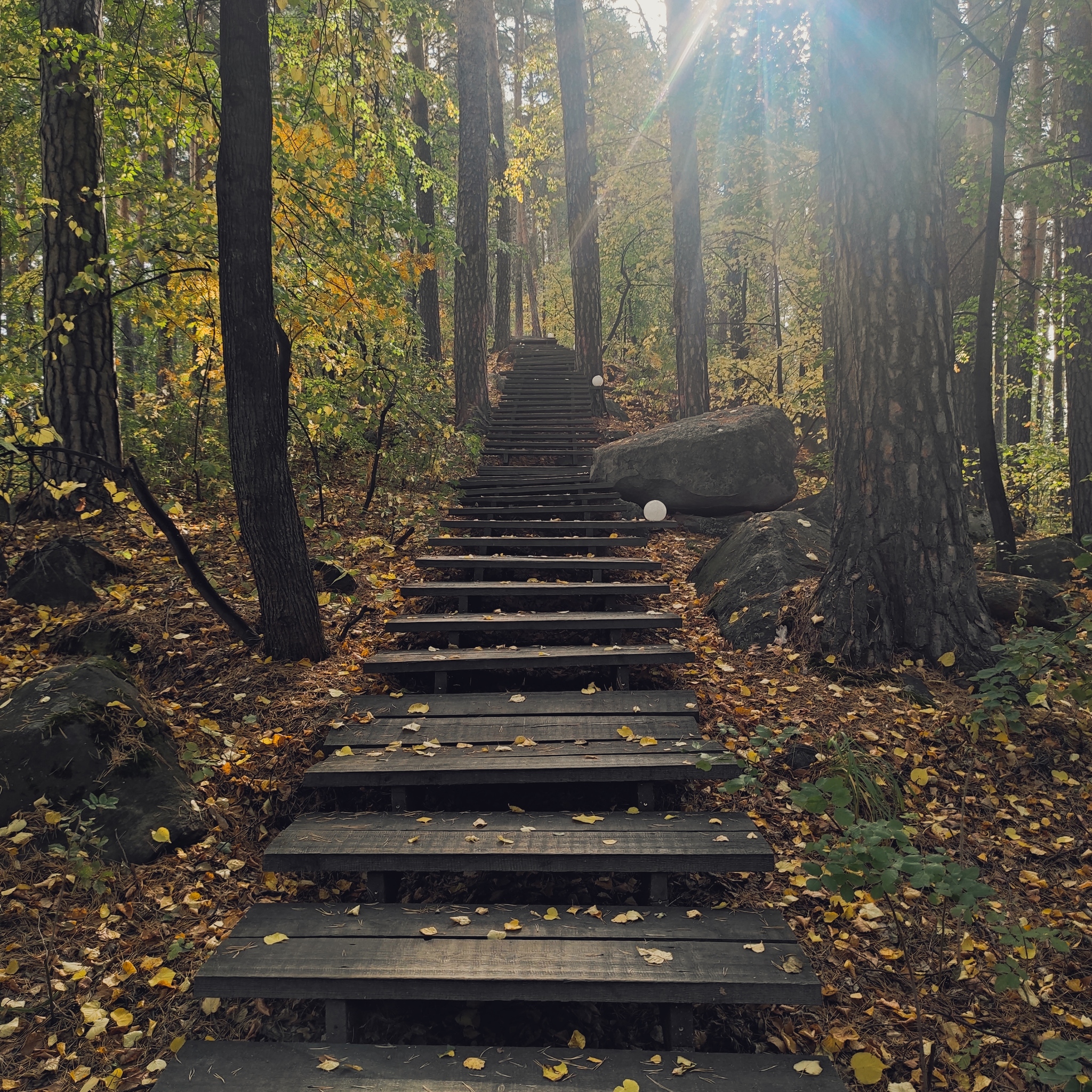 Lothlorien - My, Mobile photography, Forest, Stairs, Autumn