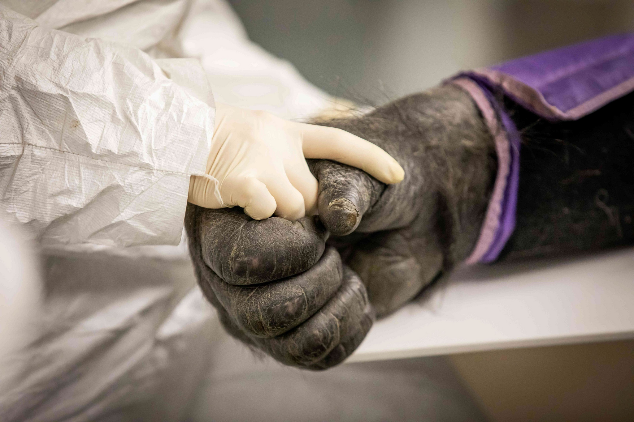 Male gorilla undergoing medical examination - Gorilla, Hominids, Monkey, Primates, Wild animals, Zoo, Within Buffalo, New York, USA, The photo, Around the world, Longpost, Clinical examination