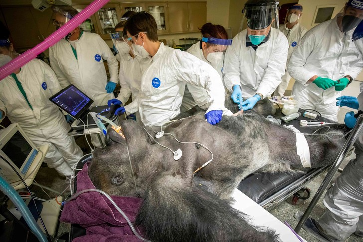 Male gorilla undergoing medical examination - Gorilla, Hominids, Monkey, Primates, Wild animals, Zoo, Within Buffalo, New York, USA, The photo, Around the world, Longpost, Clinical examination