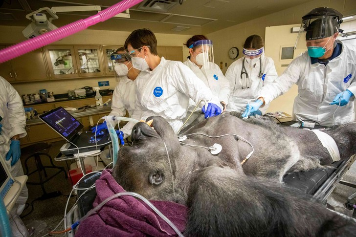 Male gorilla undergoing medical examination - Gorilla, Hominids, Monkey, Primates, Wild animals, Zoo, Within Buffalo, New York, USA, The photo, Around the world, Longpost, Clinical examination