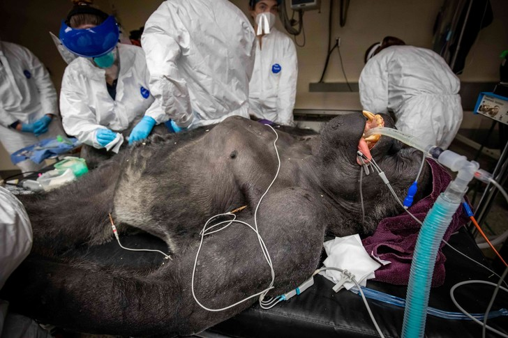 Male gorilla undergoing medical examination - Gorilla, Hominids, Monkey, Primates, Wild animals, Zoo, Within Buffalo, New York, USA, The photo, Around the world, Longpost, Clinical examination