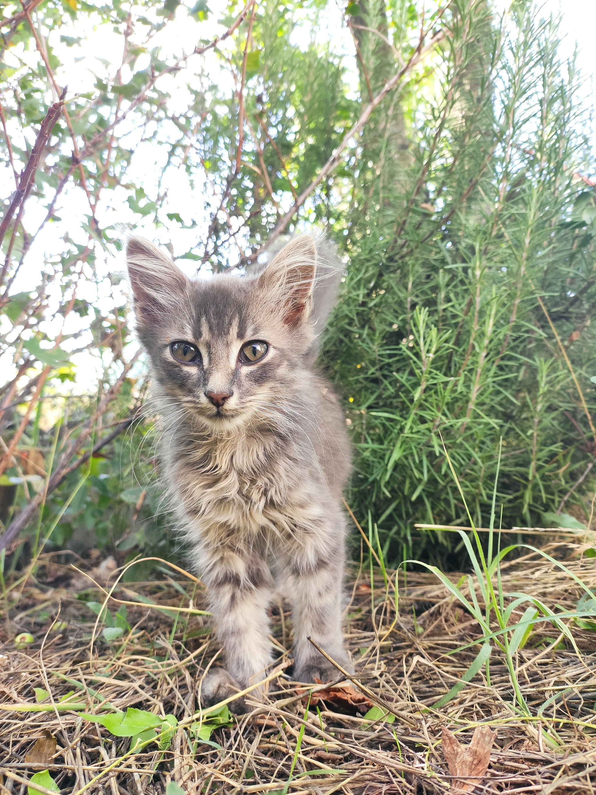 Котёнок - Моё, Без рейтинга, Кот, Котята, В добрые руки, Длиннопост