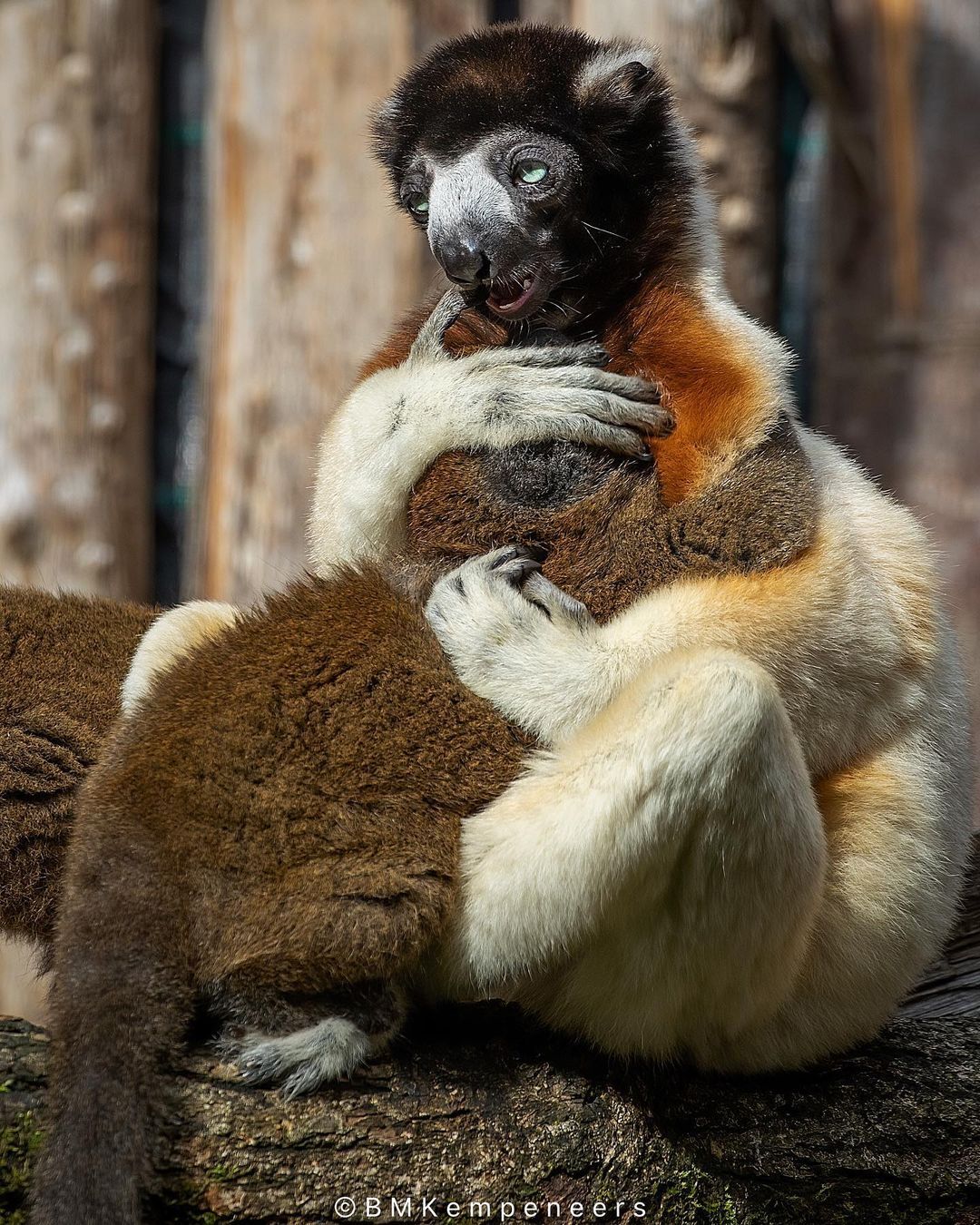 The most expensive - Sifaki, Primates, Mammals, Animals, Young, Zoo, The photo, Wild animals