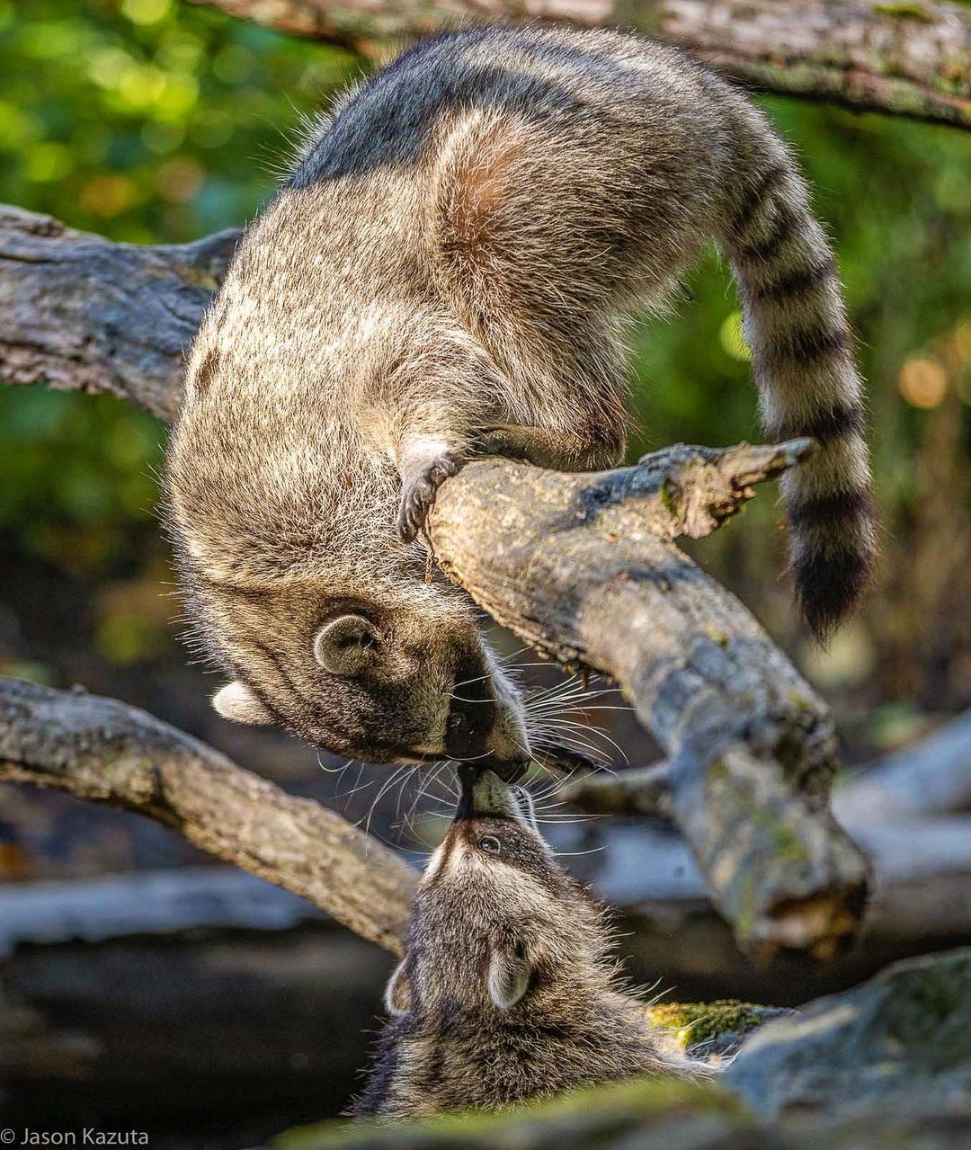 moment of tenderness - Raccoon, Predatory animals, Mammals, Animals, wildlife, Nature, The photo, Young, Wild animals