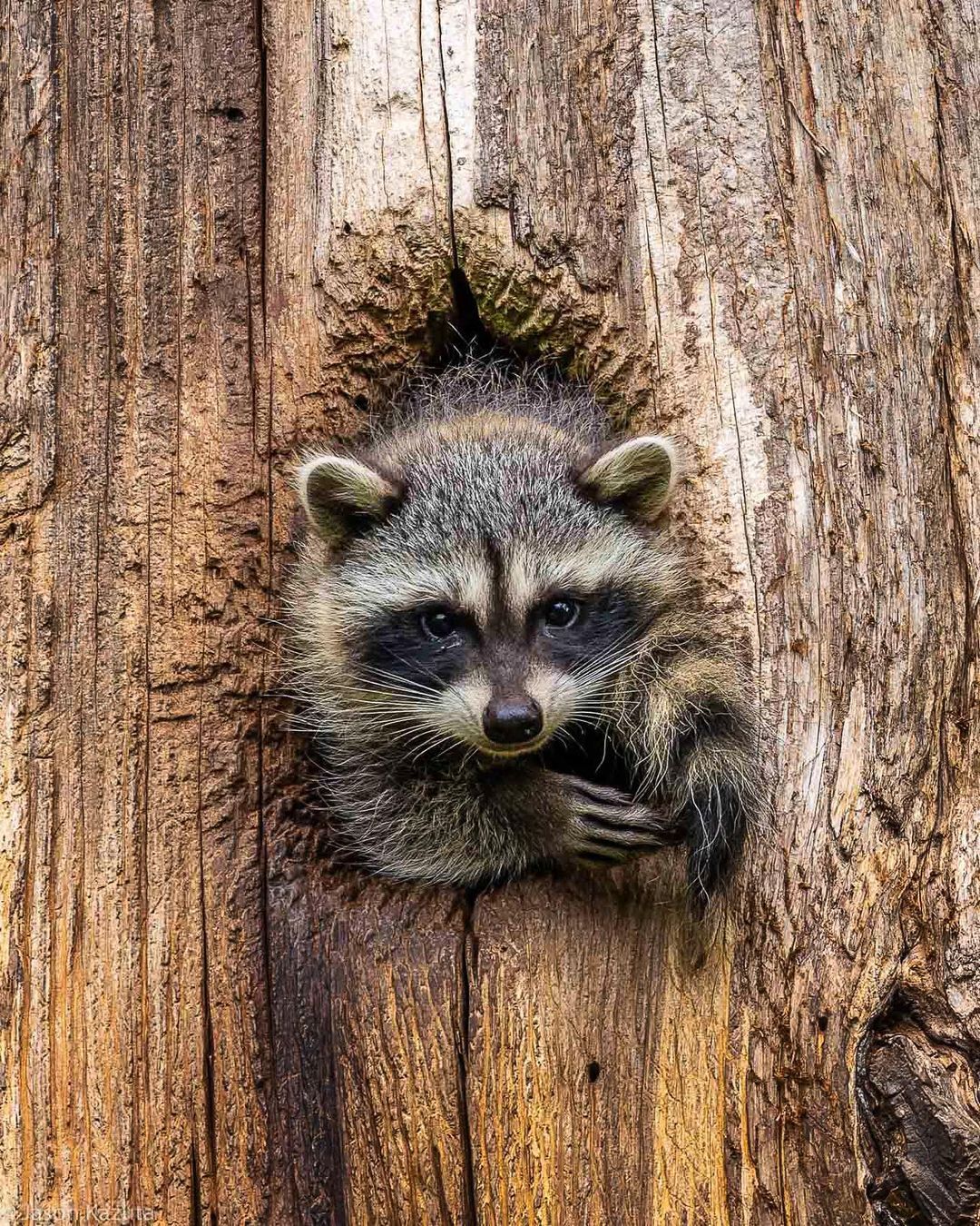 Let me see - Raccoon, Predatory animals, Mammals, Animals, wildlife, Nature, North America, The photo, Hollow, Longpost