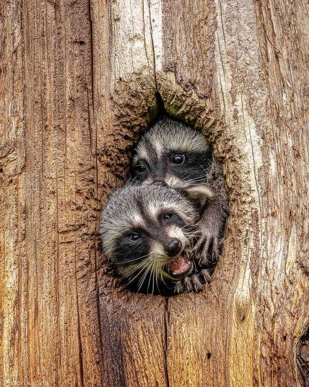 Let me see - Raccoon, Predatory animals, Mammals, Animals, wildlife, Nature, North America, The photo, Hollow, Longpost