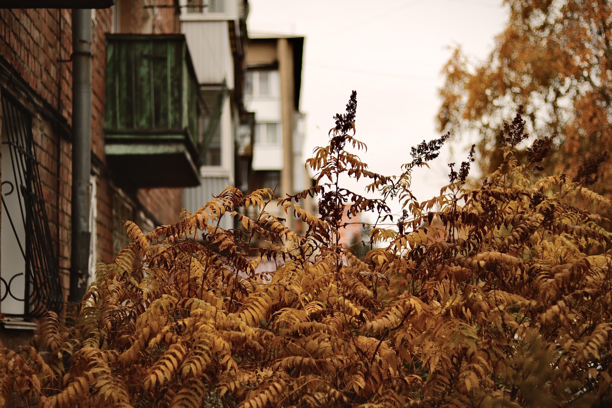 Autumn everyday life - My, The photo, Irkutsk, Autumn, Daily routine, Longpost