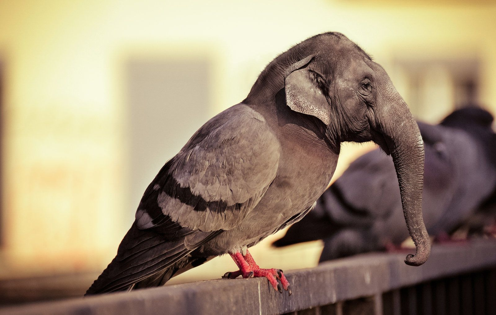 pigeon-elephant - Humor, Photoshop, Images